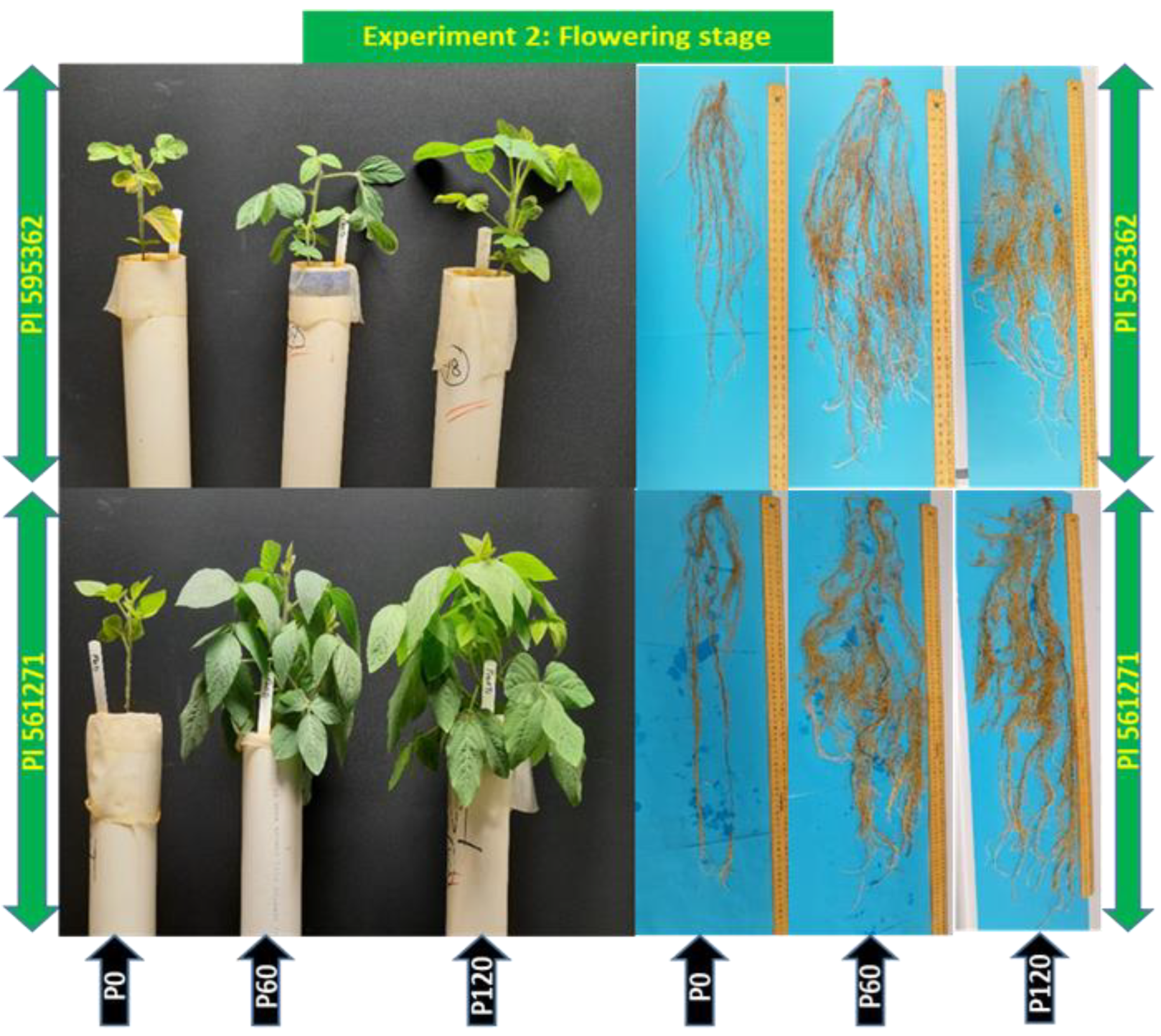 Plants 12 01110 g005