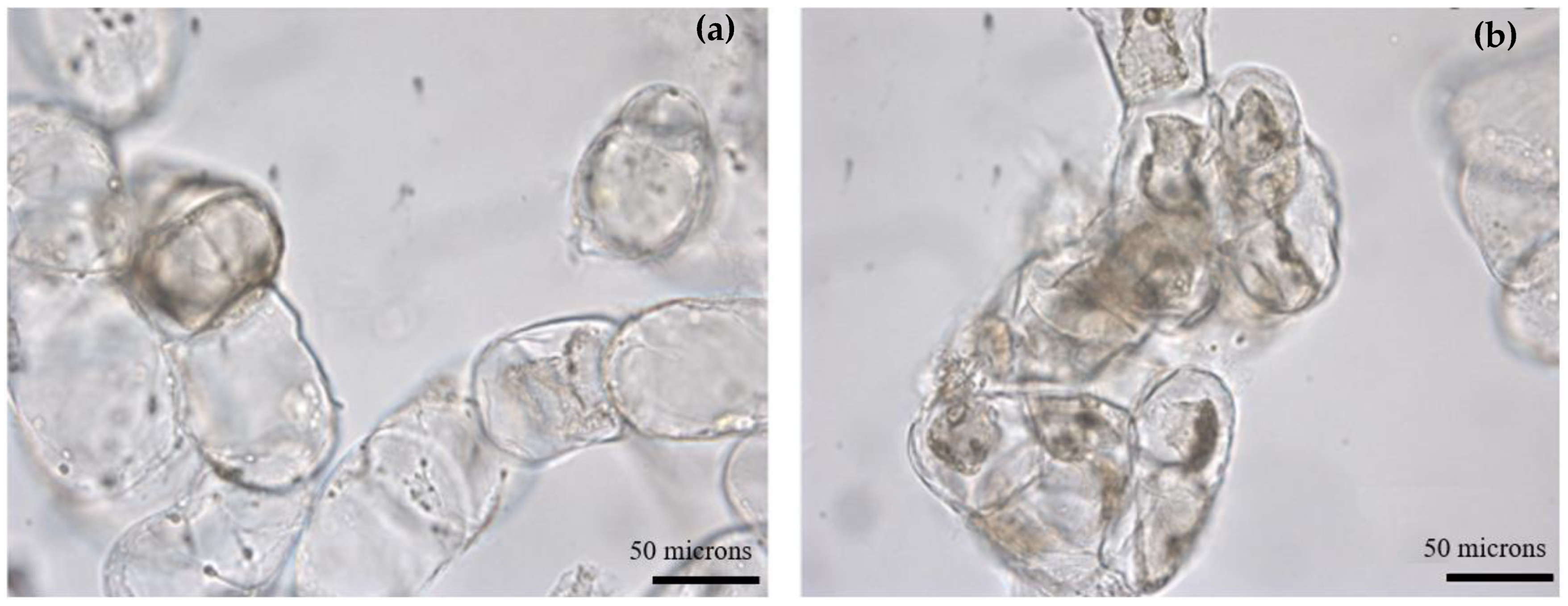 Plants 12 01116 g005
