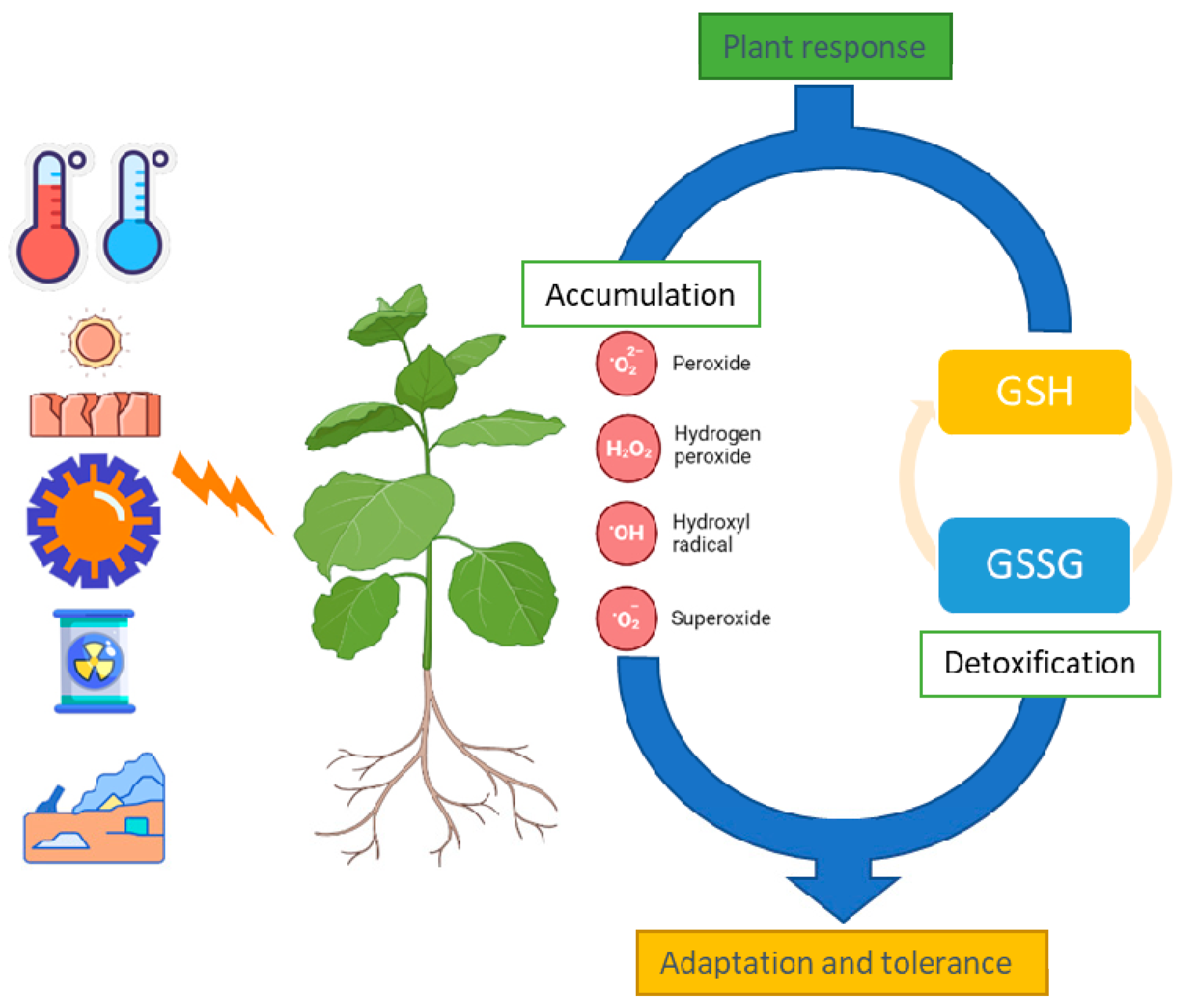 Plants Free FullText Antioxidant Potential of Glutathione and