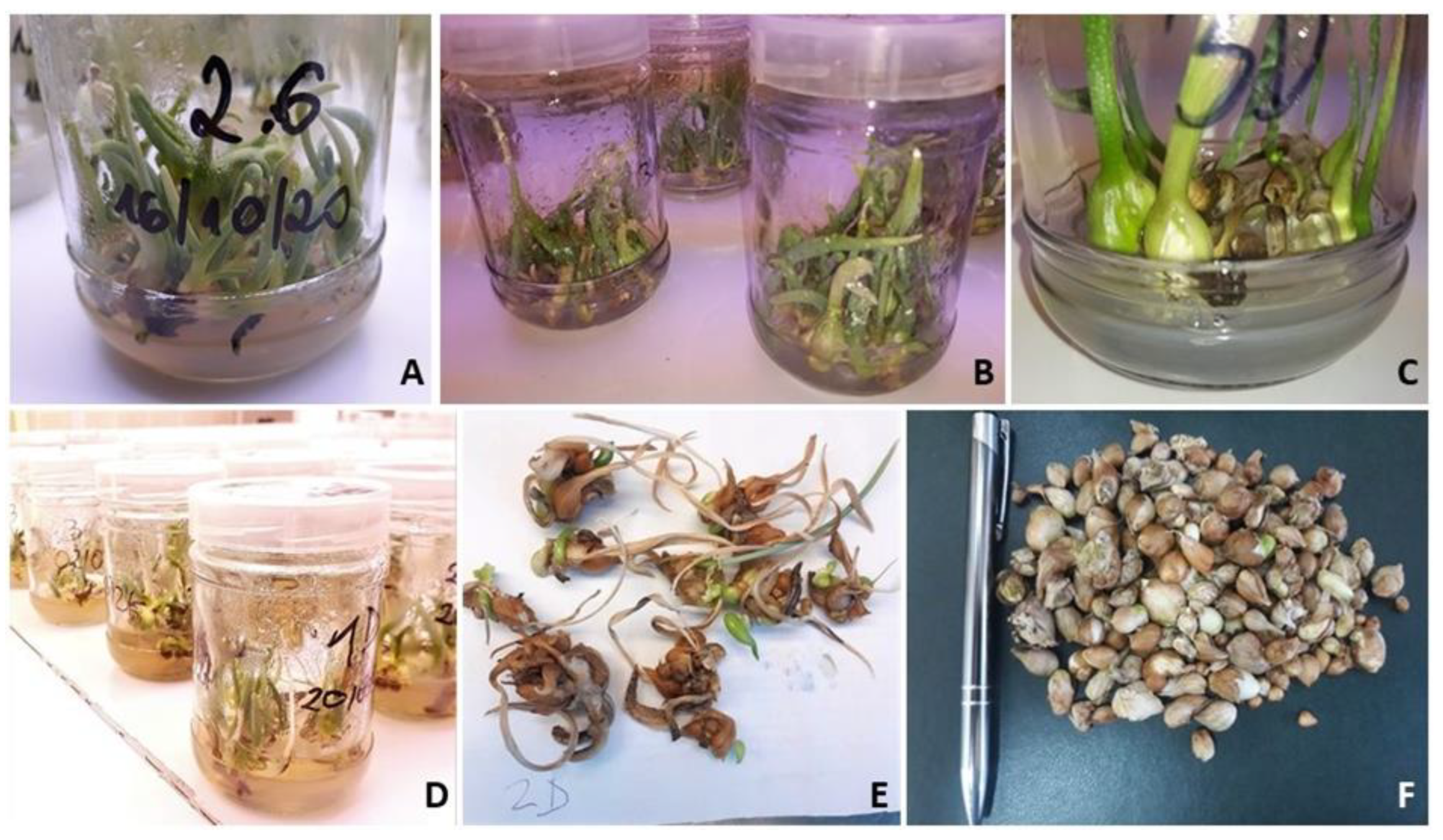 Plants 12 01134 g001