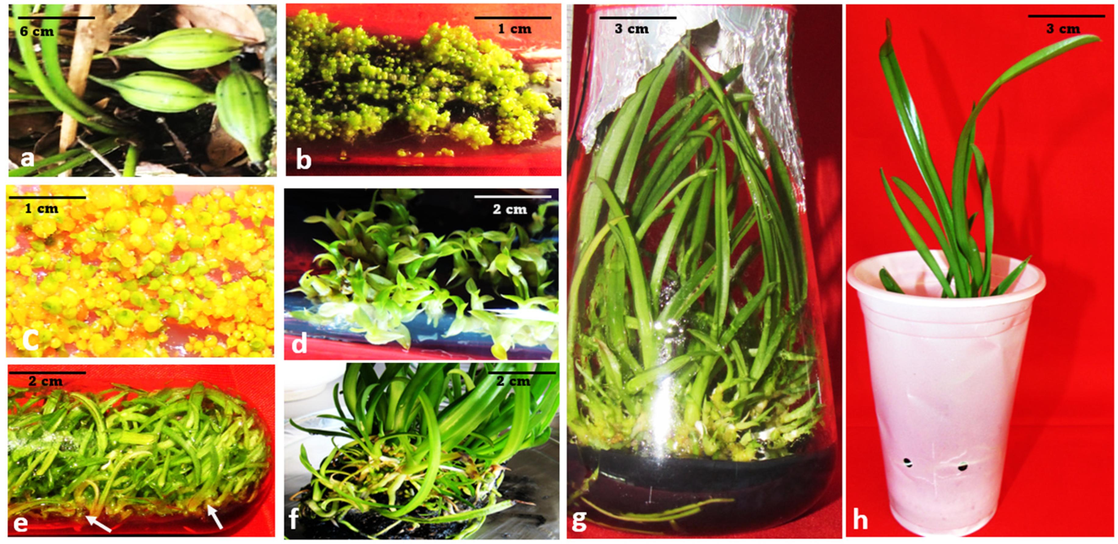 3668px x 1785px - Plants | Free Full-Text | Orchid Micropropagation Using Conventional  Semi-Solid and Temporary Immersion Systems: A Review