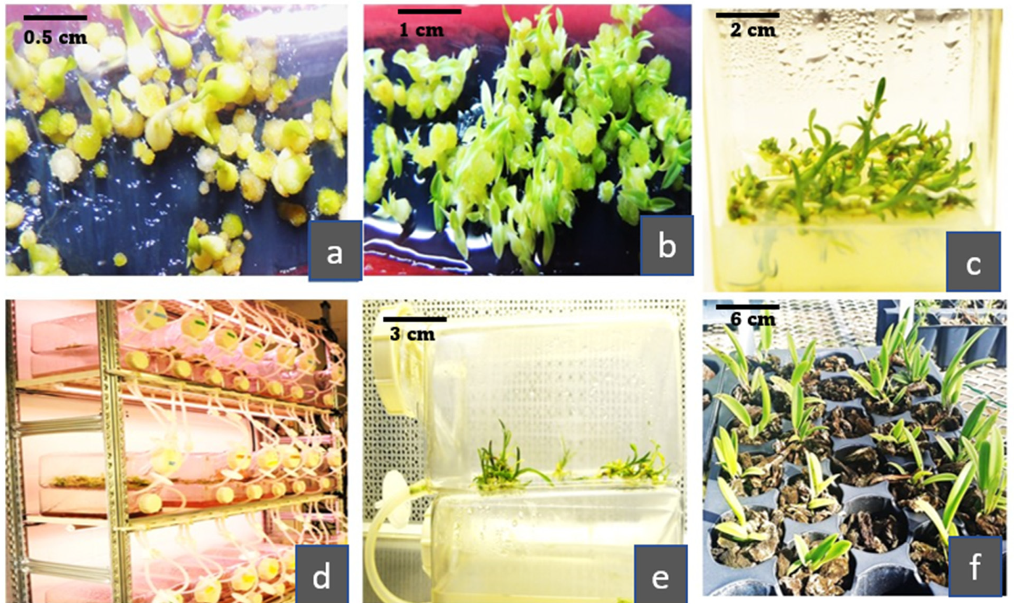 Plants 12 01136 g002 Plants 12 01136 g002