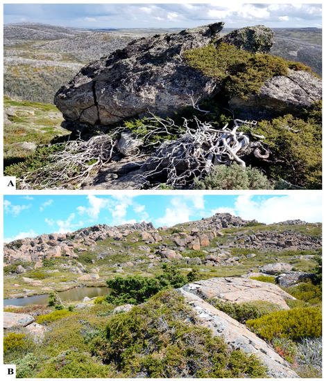 Diversity, Distribution, Systematics and Conservation Status of