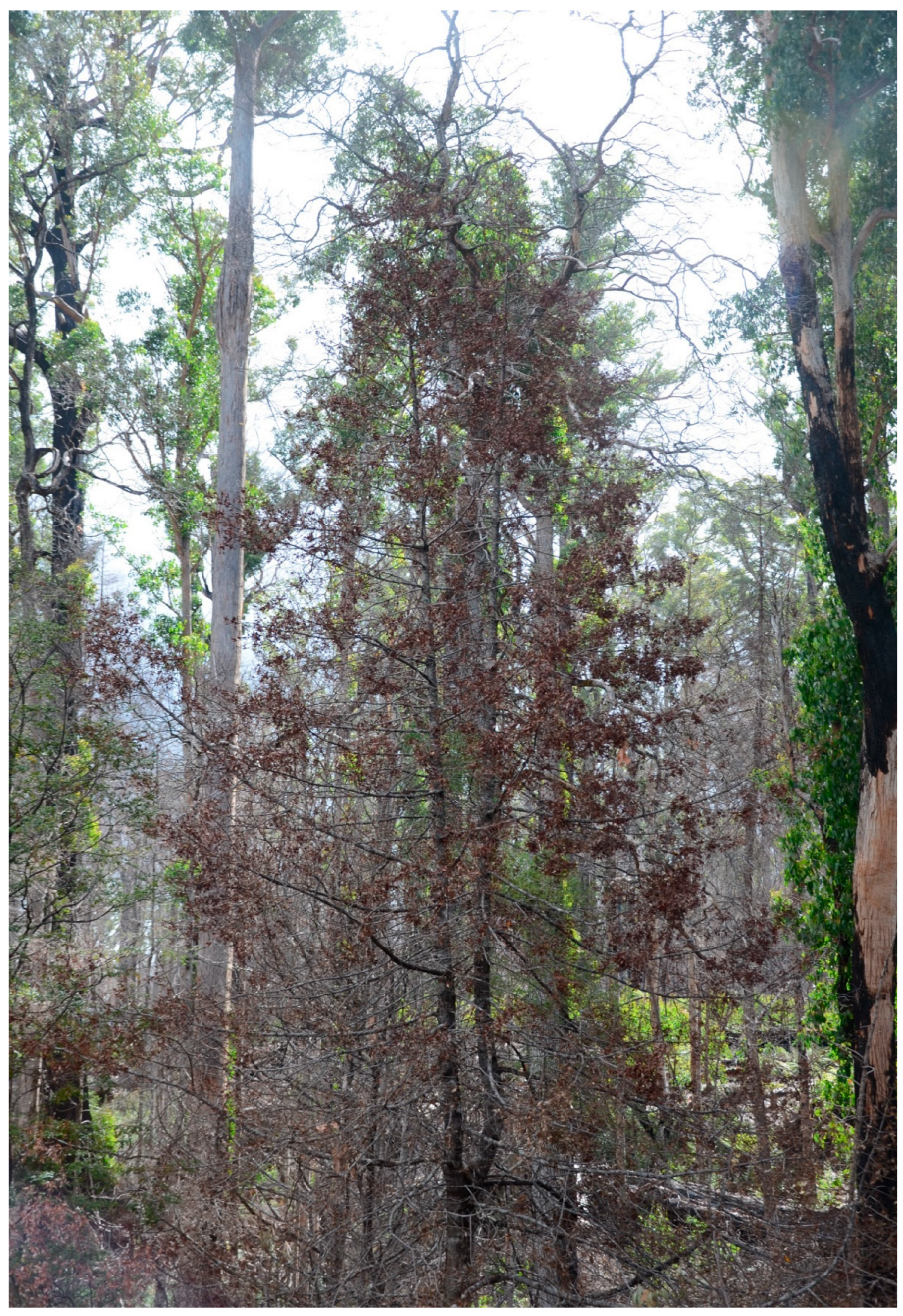 Plants 12 01171 g006 Plants 12 01171 g006