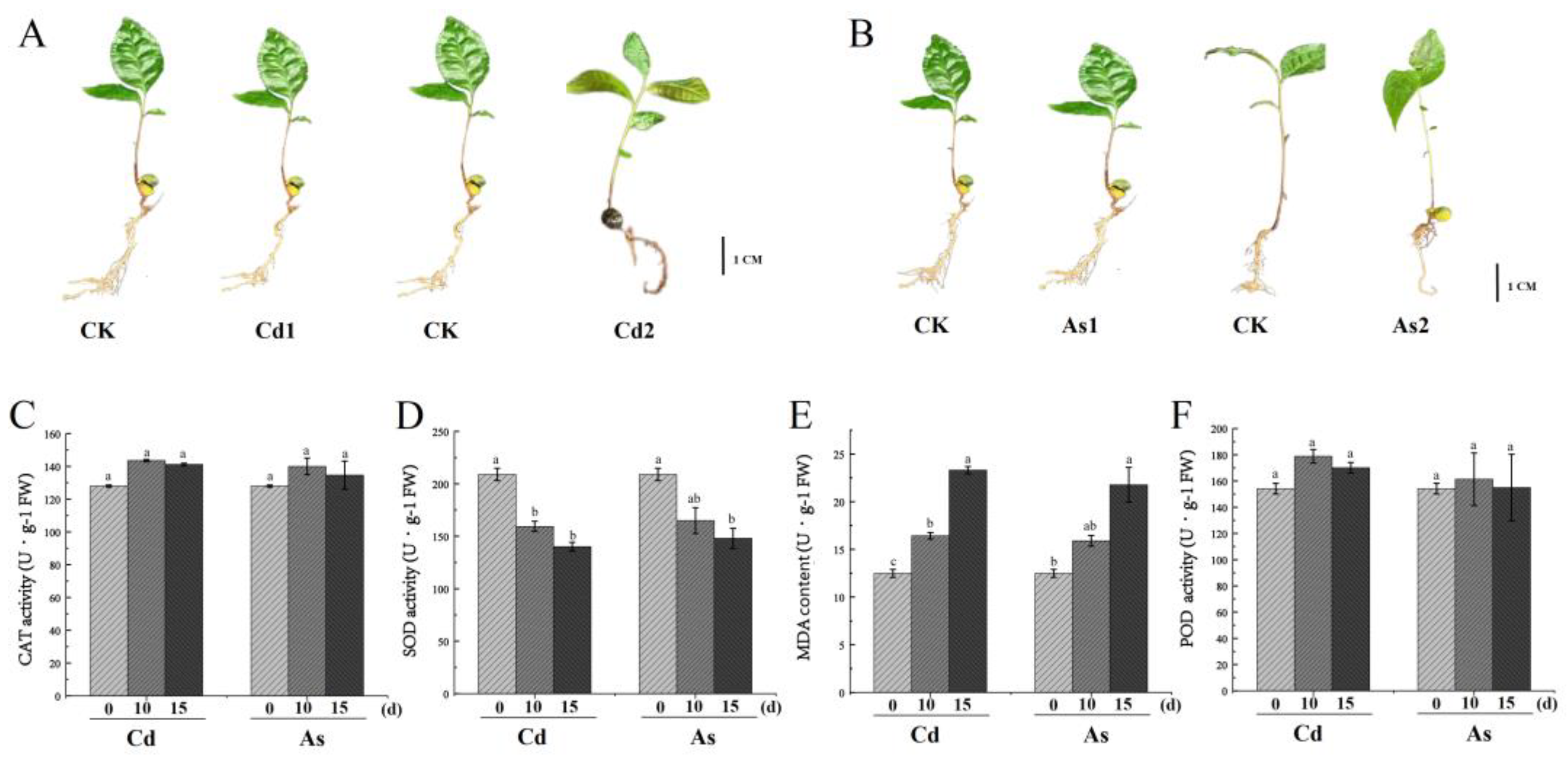 Plants 12 01182 g001