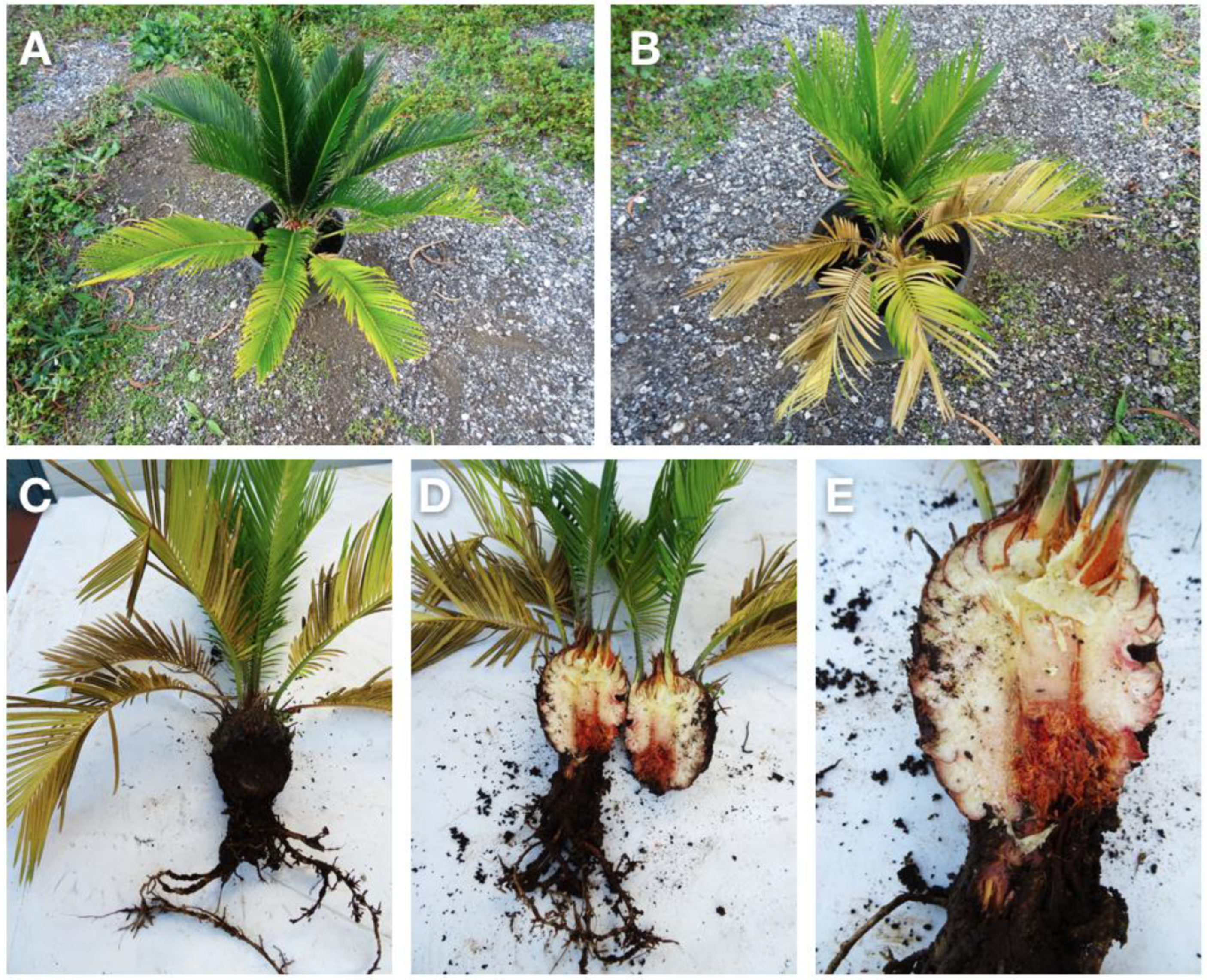 Plants | Free Full-Text | Phytophthora pseudocryptogea, P. nicotianae and P. multivora Associated to Cycas revoluta: Report Worldwide