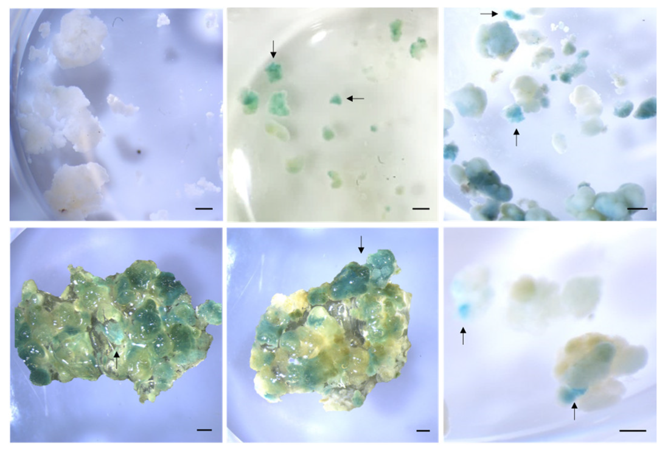 Plants 12 01202 g004