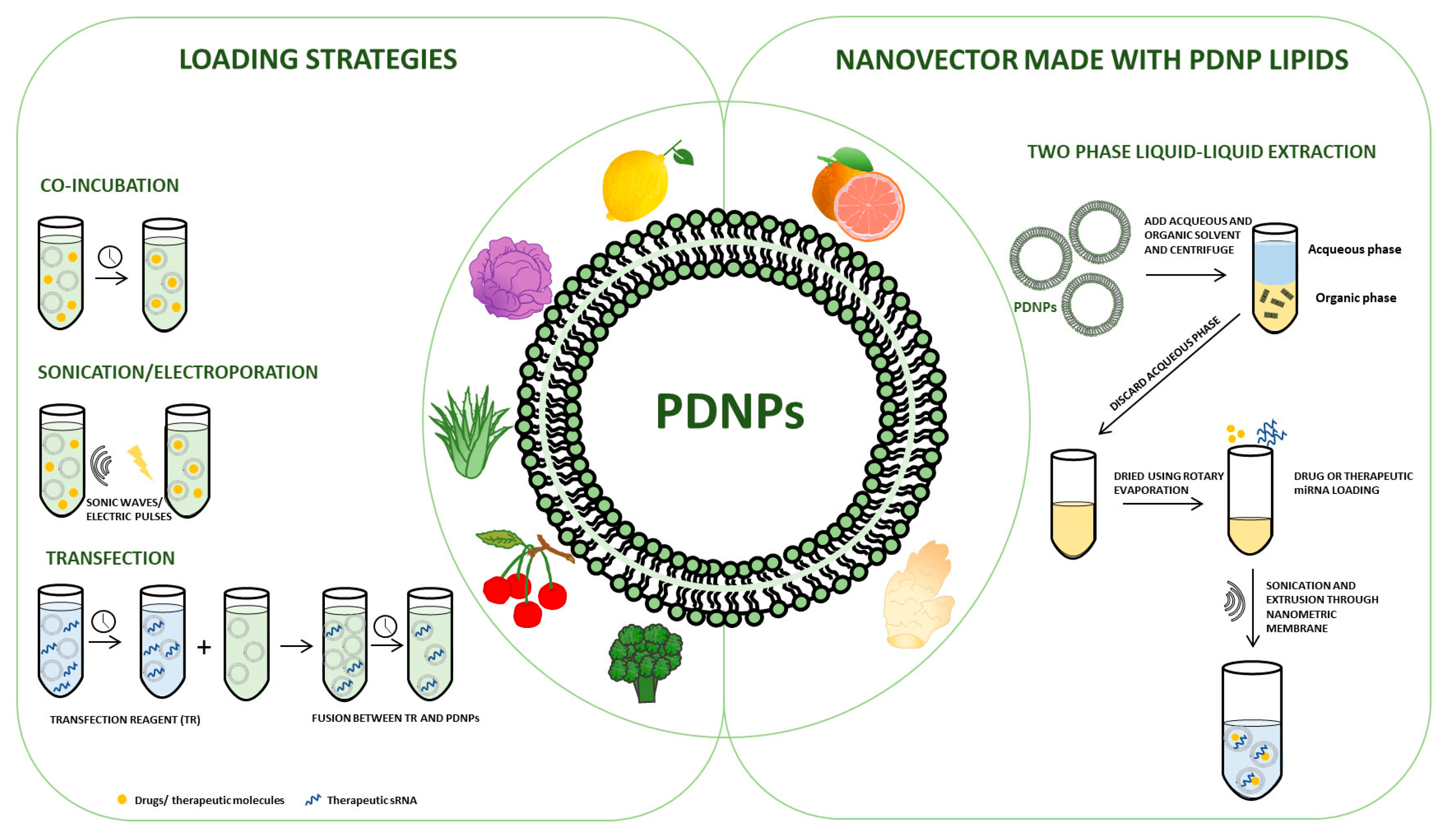 Plants | Free Full-Text | Exploiting the Opportunity to Use Plant 