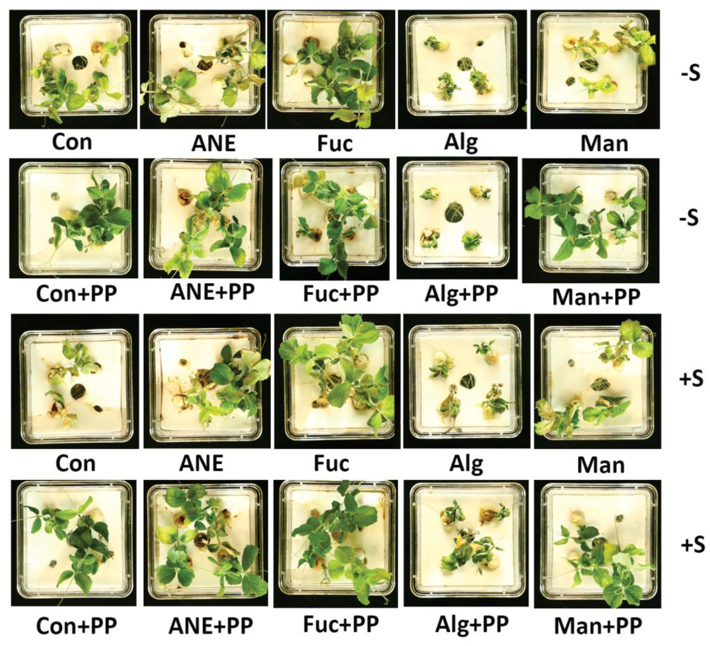 Plants 12 01208 g007