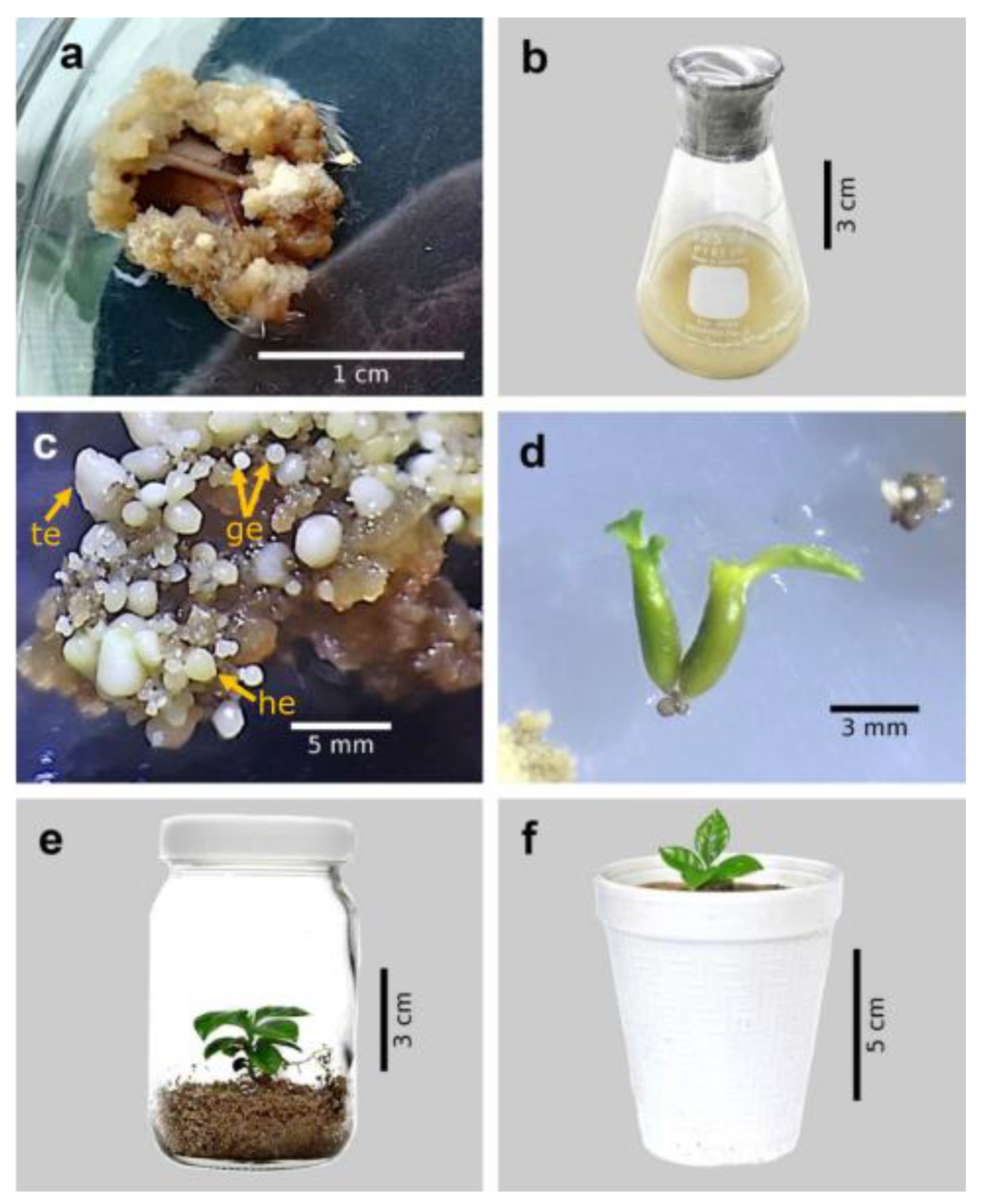 Plants 12 01237 g001