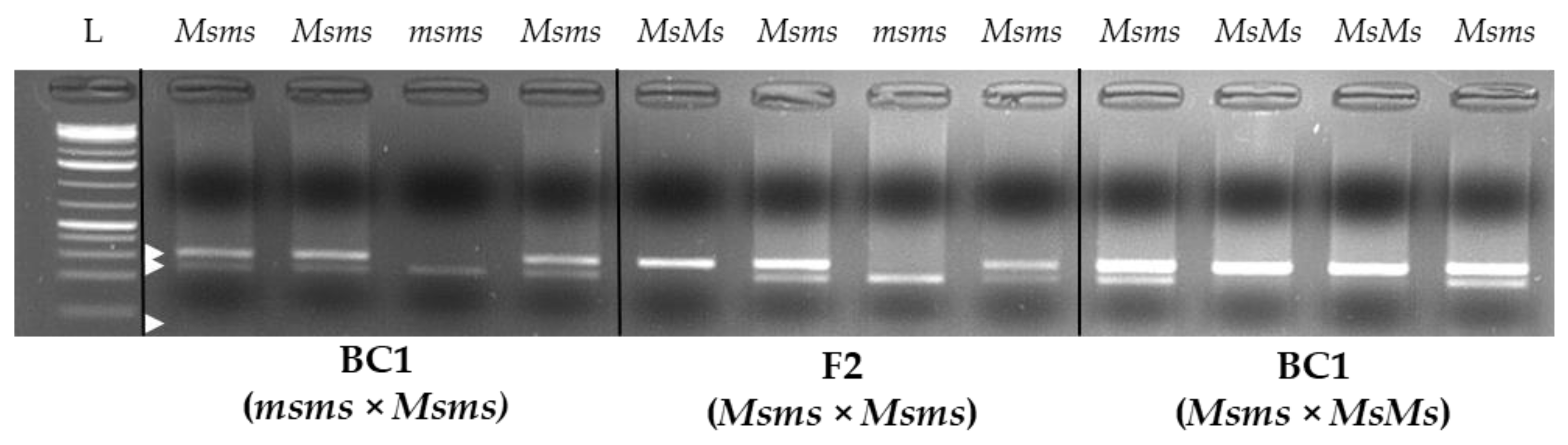 Plants 12 01242 g008 Plants 12 01242 g008