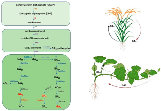 The Roles of Gibberellins in Regulating Leaf Development