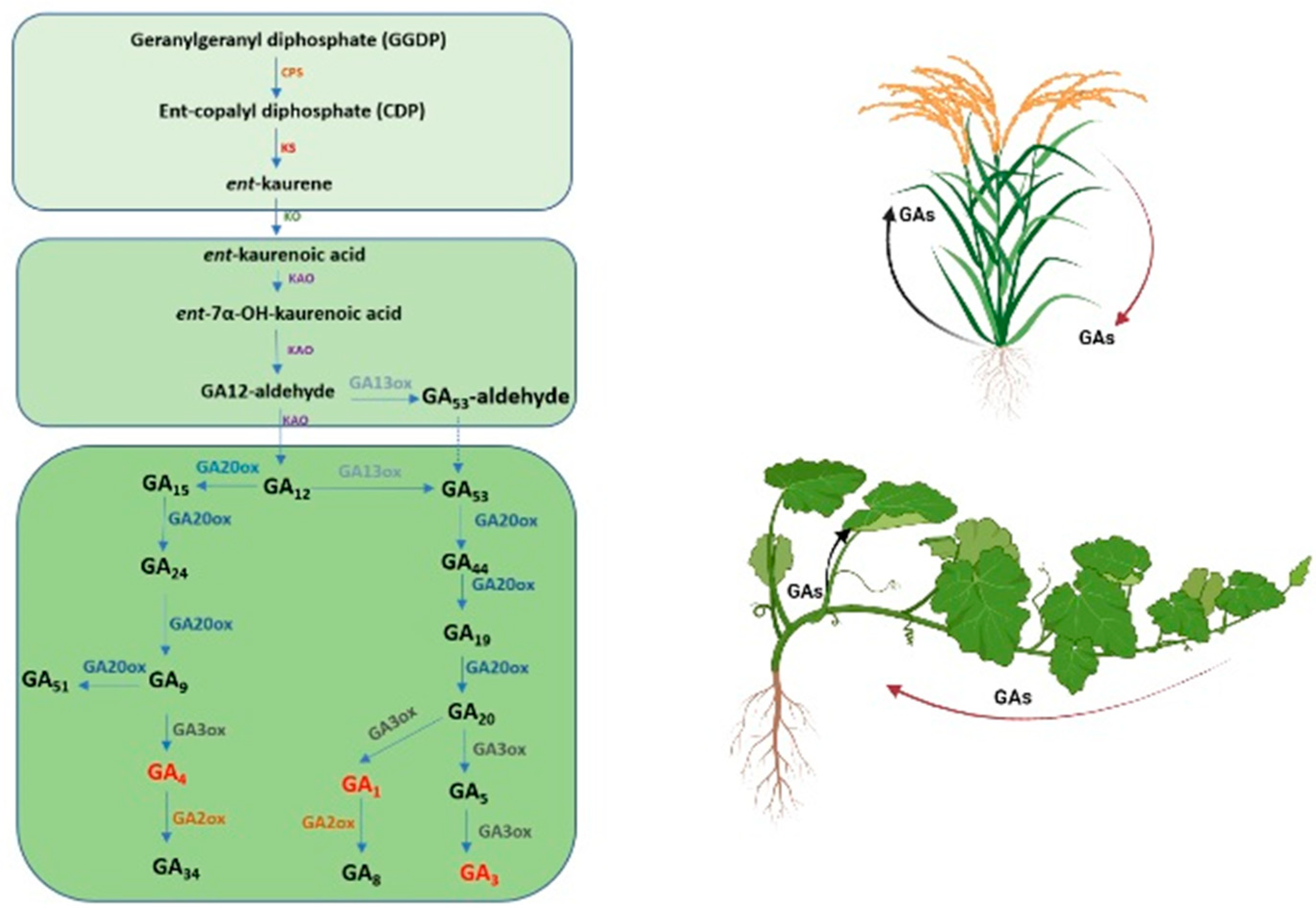 Plants | Free Full-Text | The Roles of Gibberellins in Regulating 