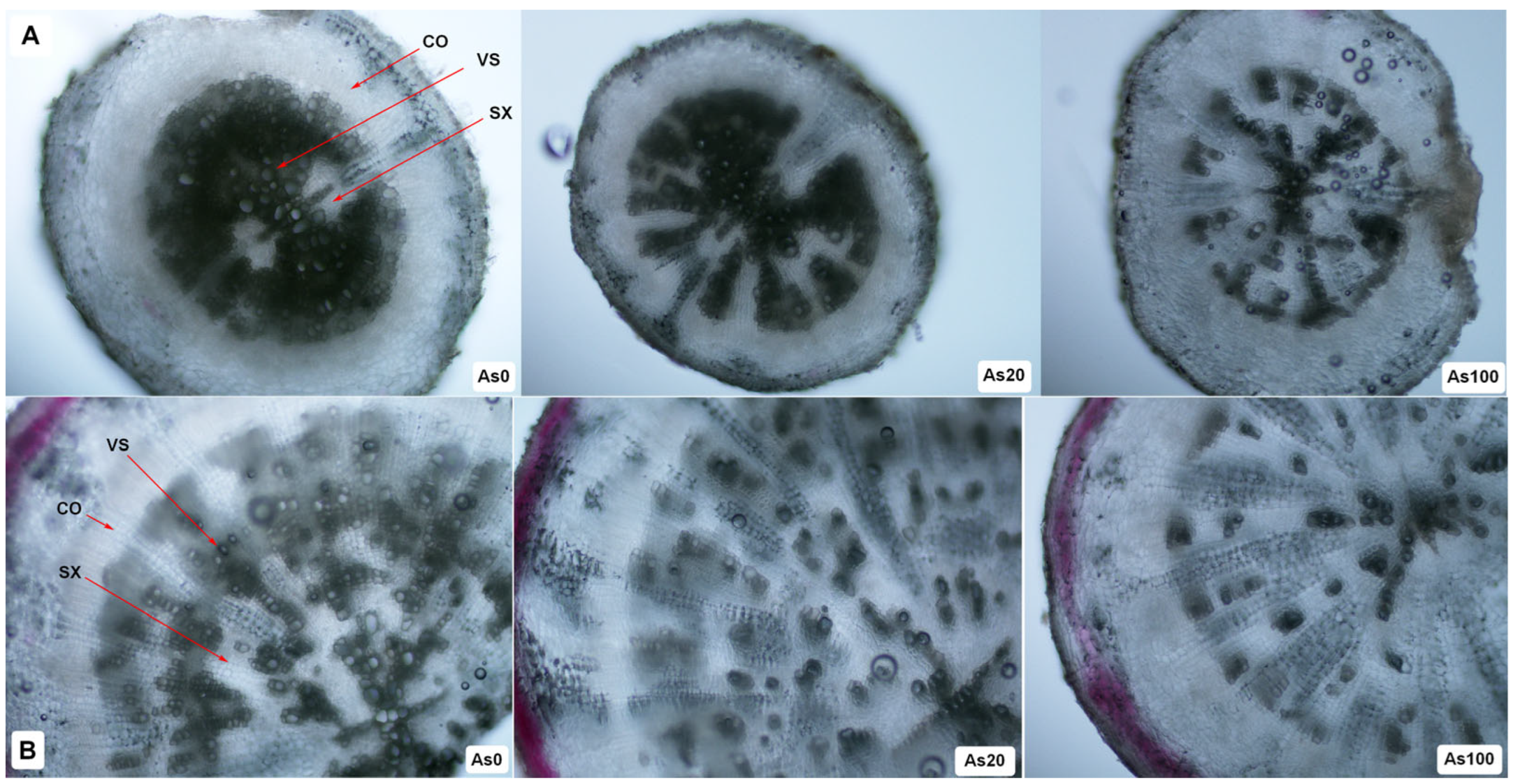 Plants 12 01257 g004