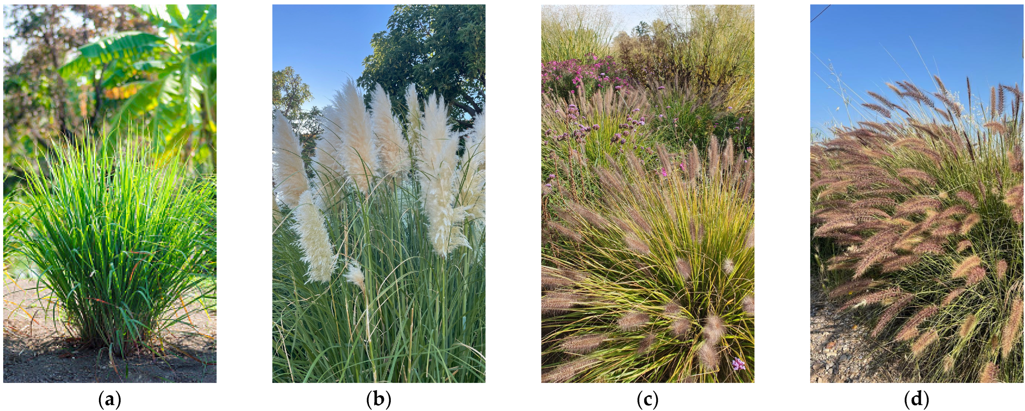 Plants 12 01260 g001 Plants 12 01260 g001