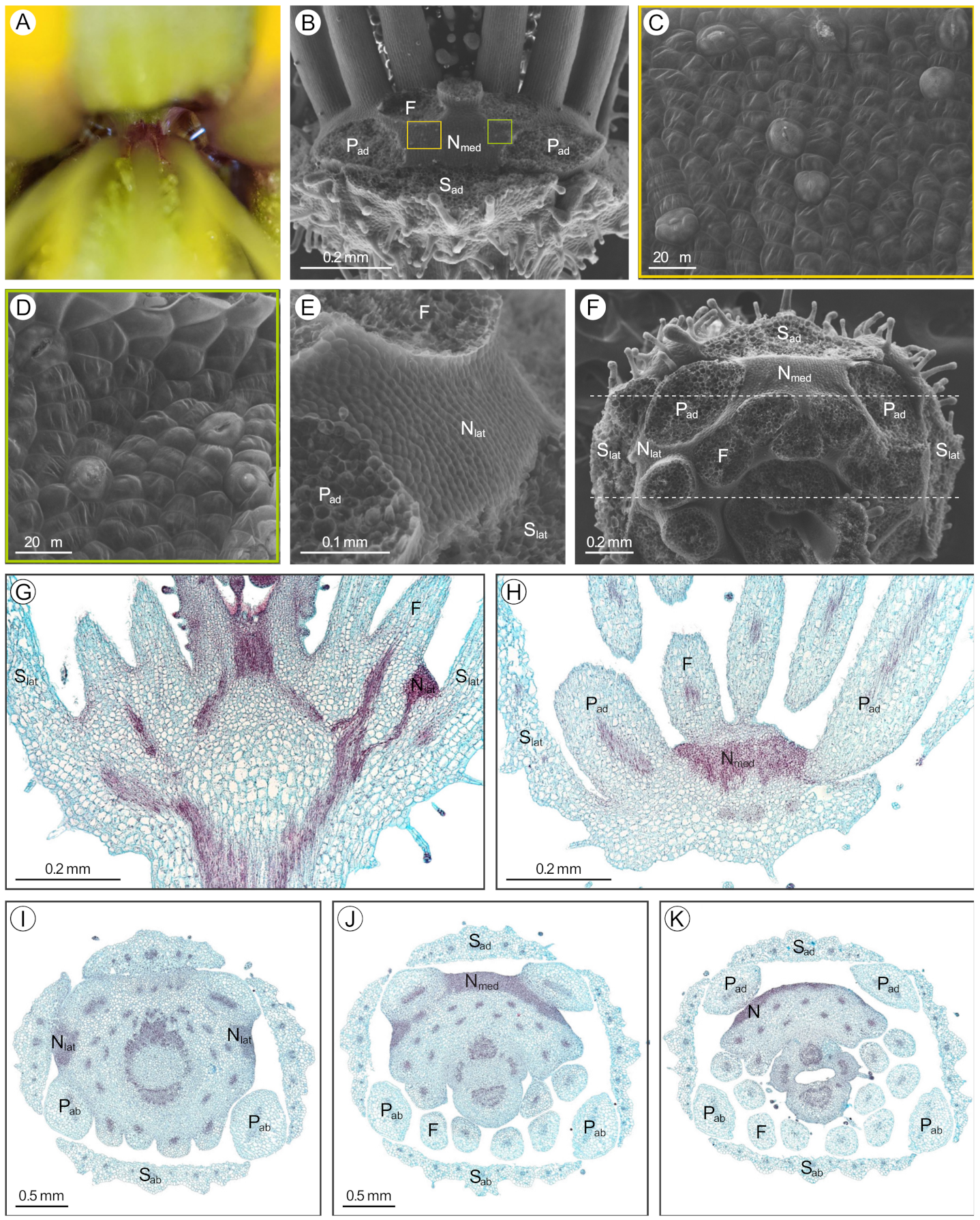 Plants 12 01263 g002