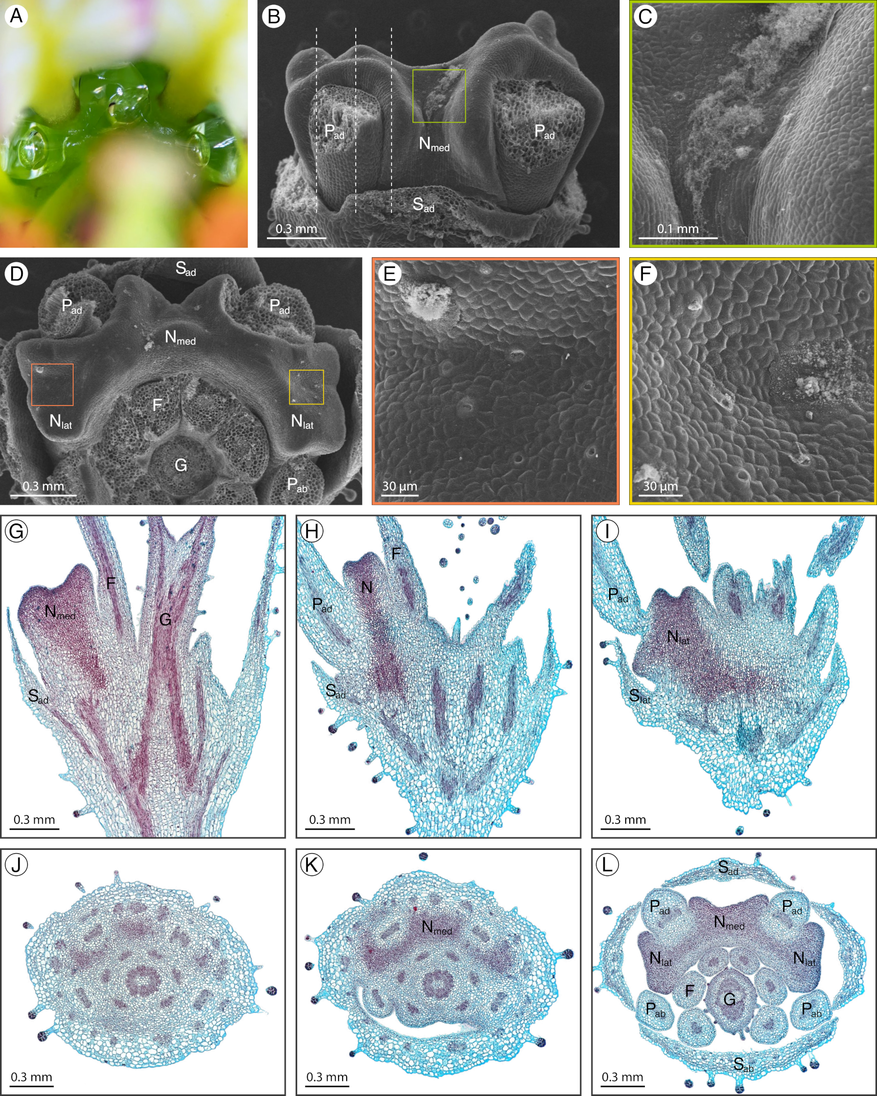 Plants 12 01263 g003