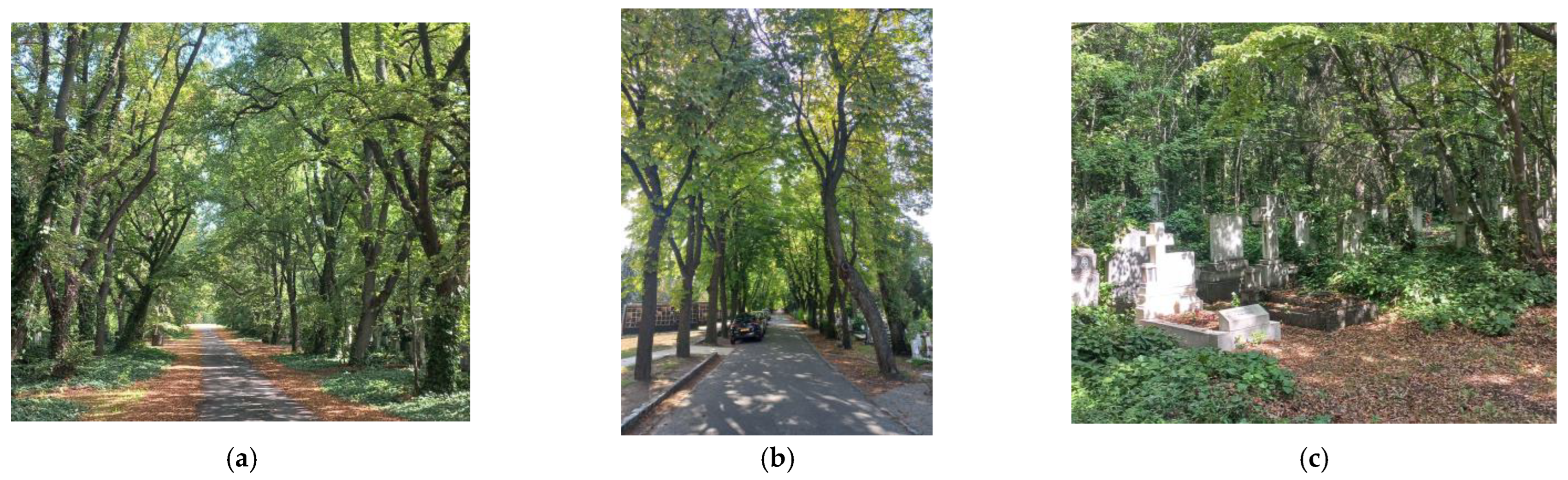 Plants 12 01269 g004 Plants 12 01269 g004