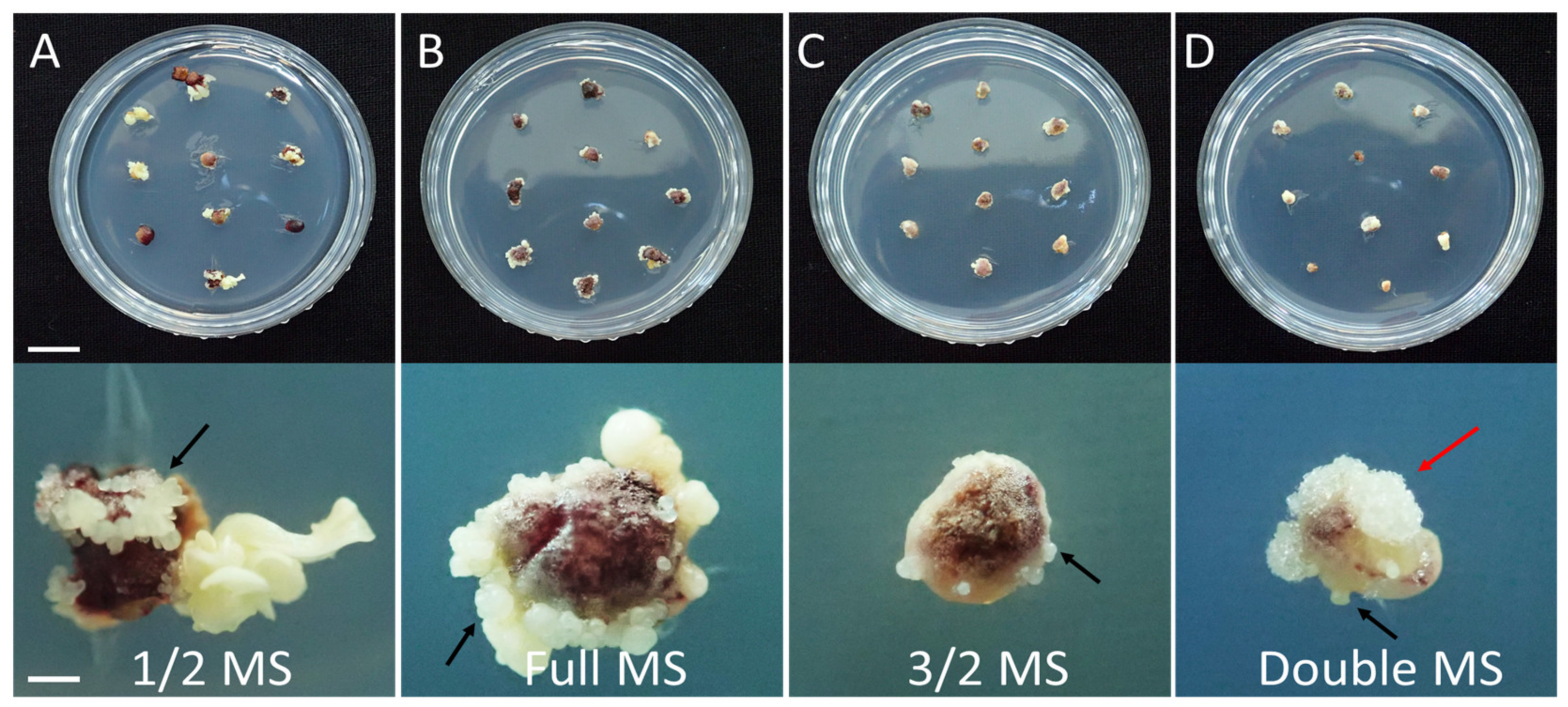 Plants 12 01270 g003