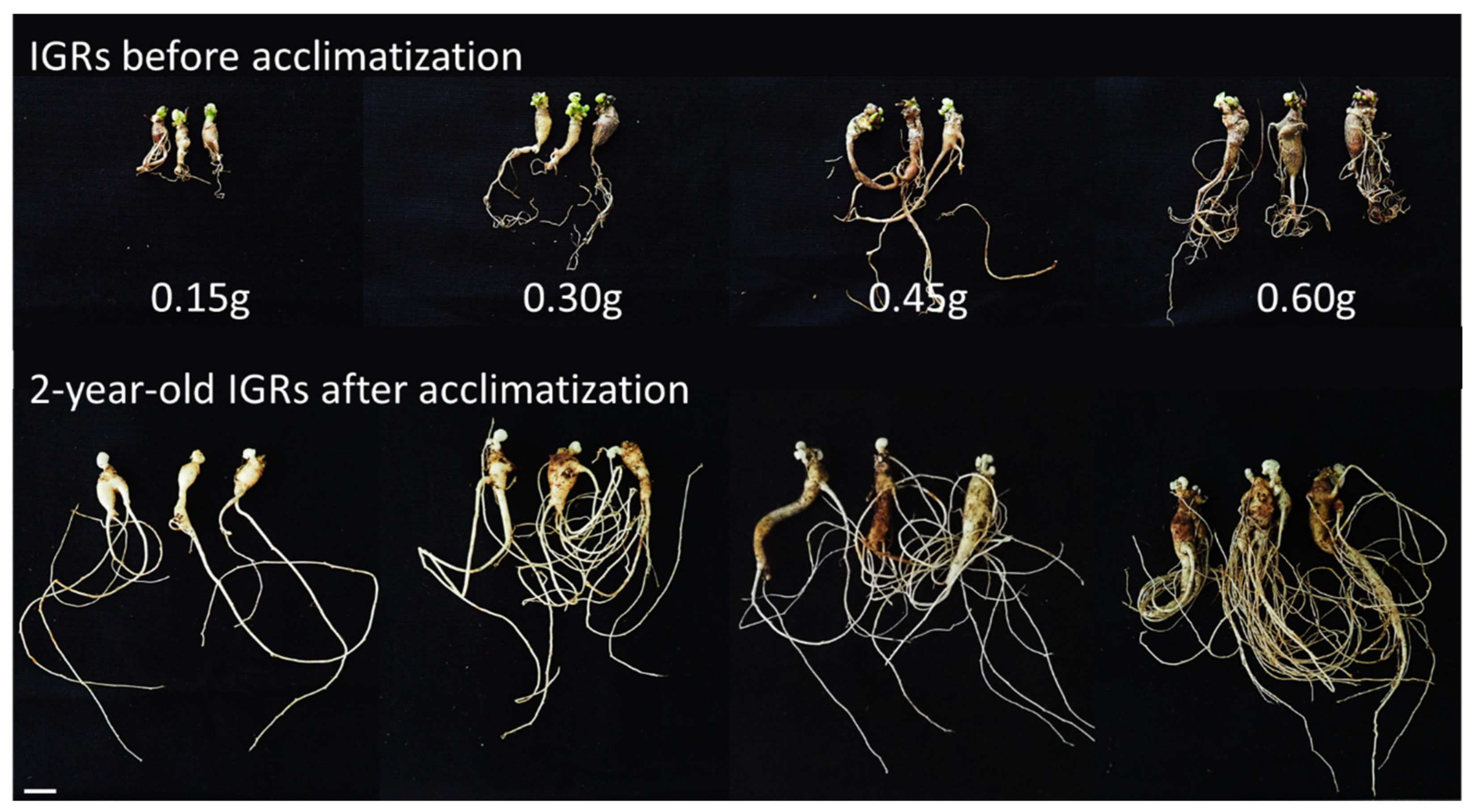 Plants 12 01270 g011