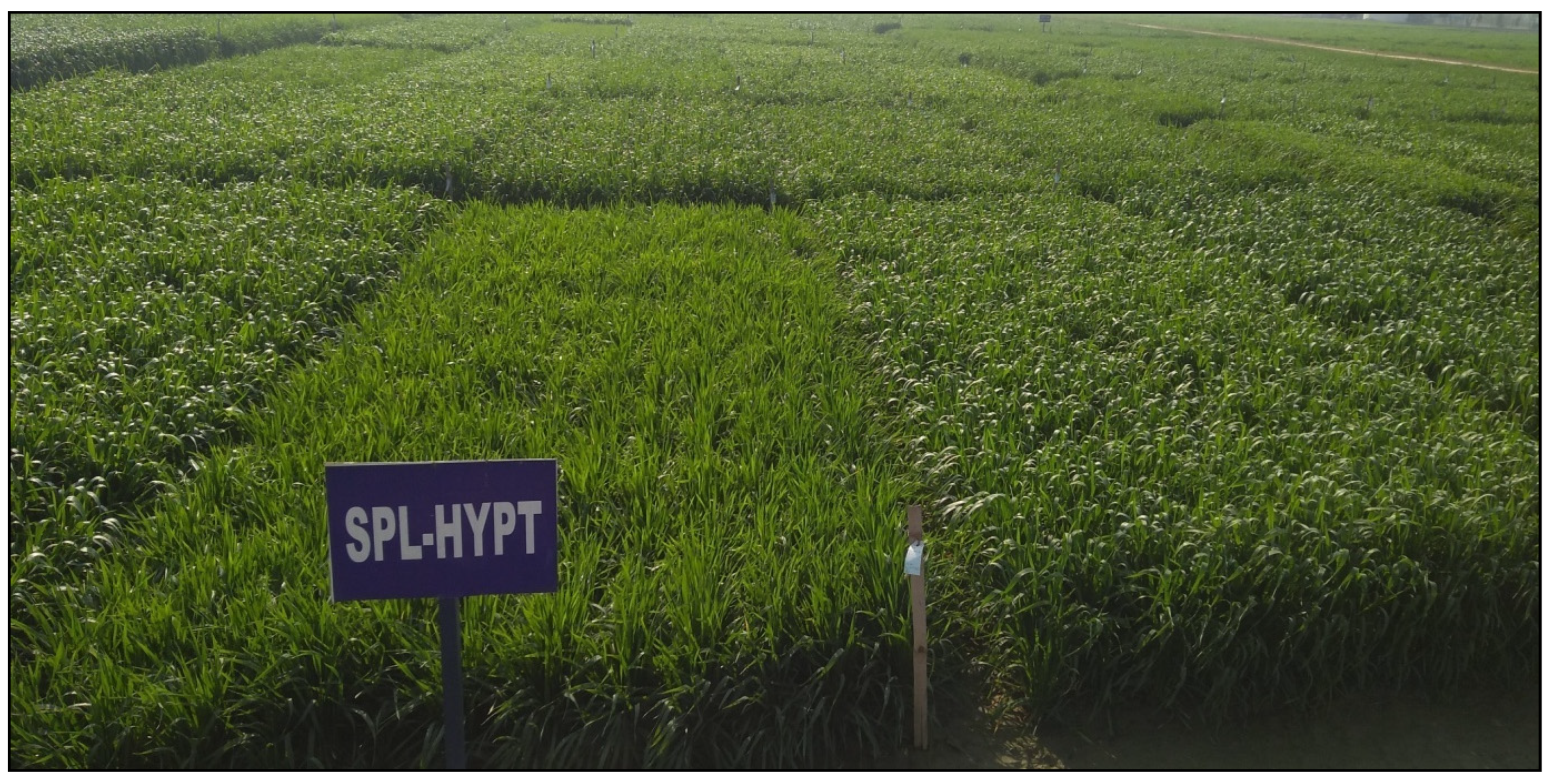 Plants 12 01271 g002 Plants 12 01271 g002