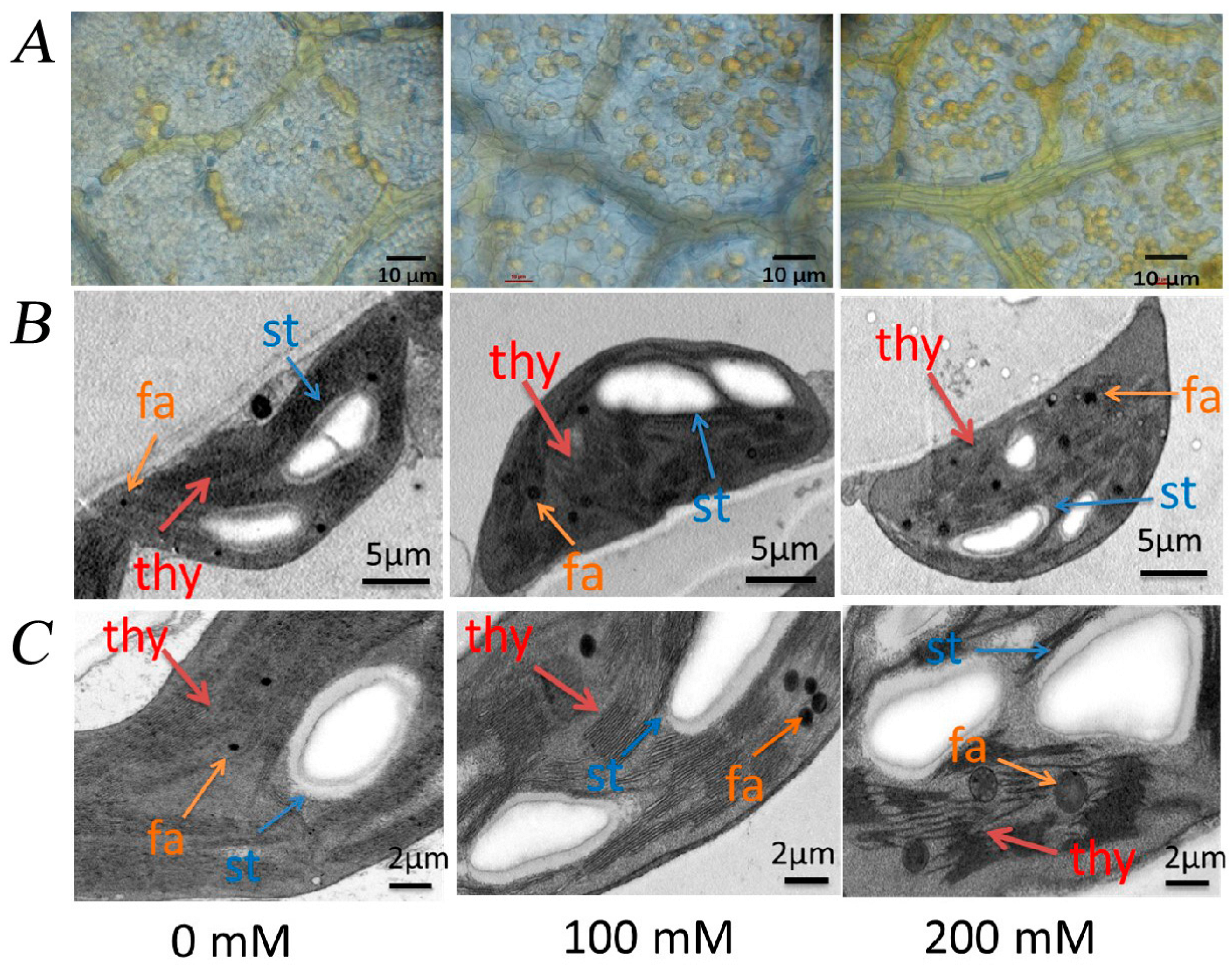 Plants 12 01283 g008