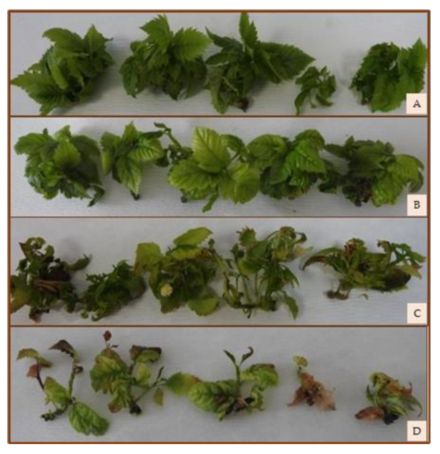 Plants 12 01287 g004