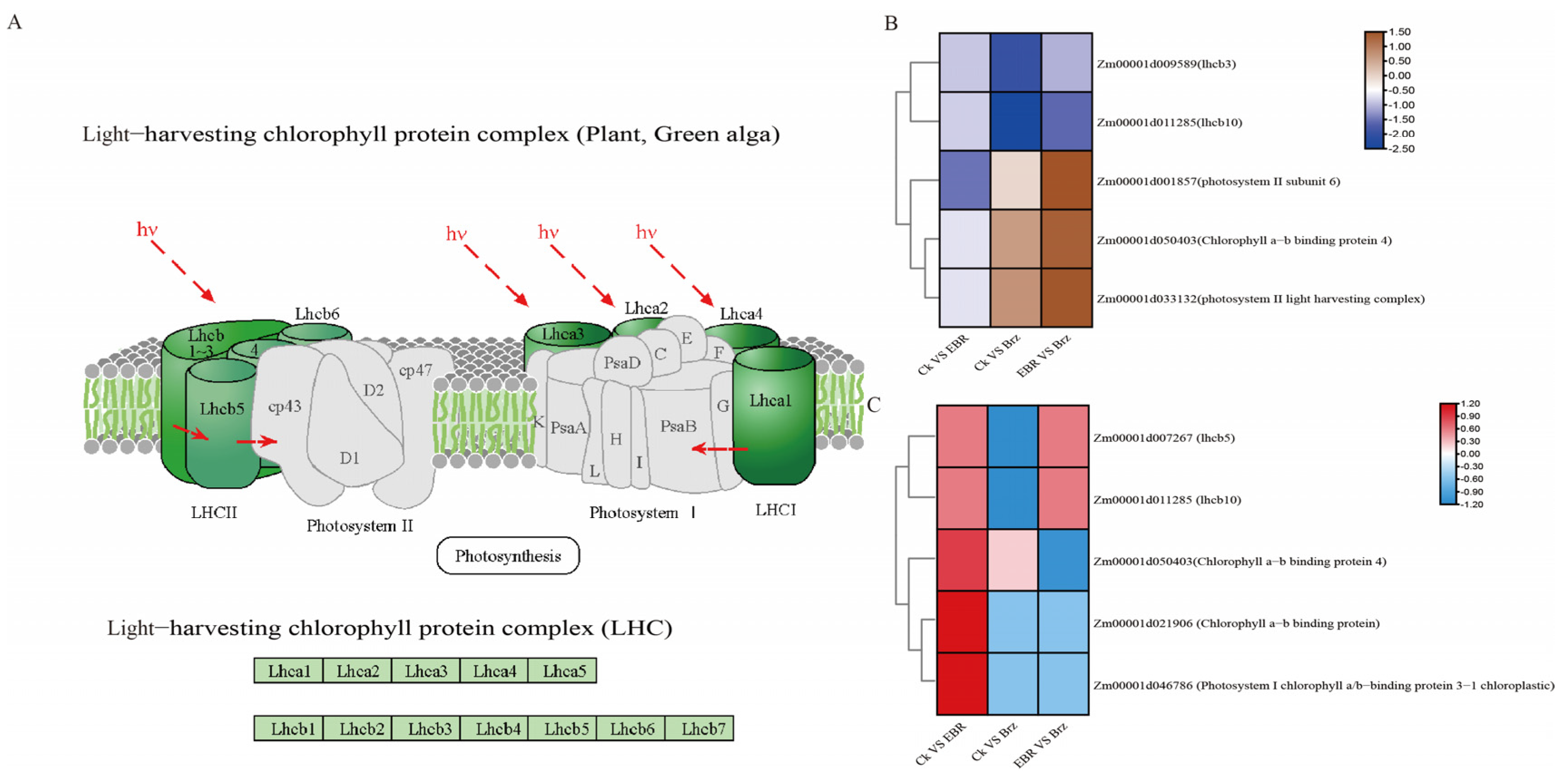 Plants 12 01290 g008 Plants 12 01290 g008