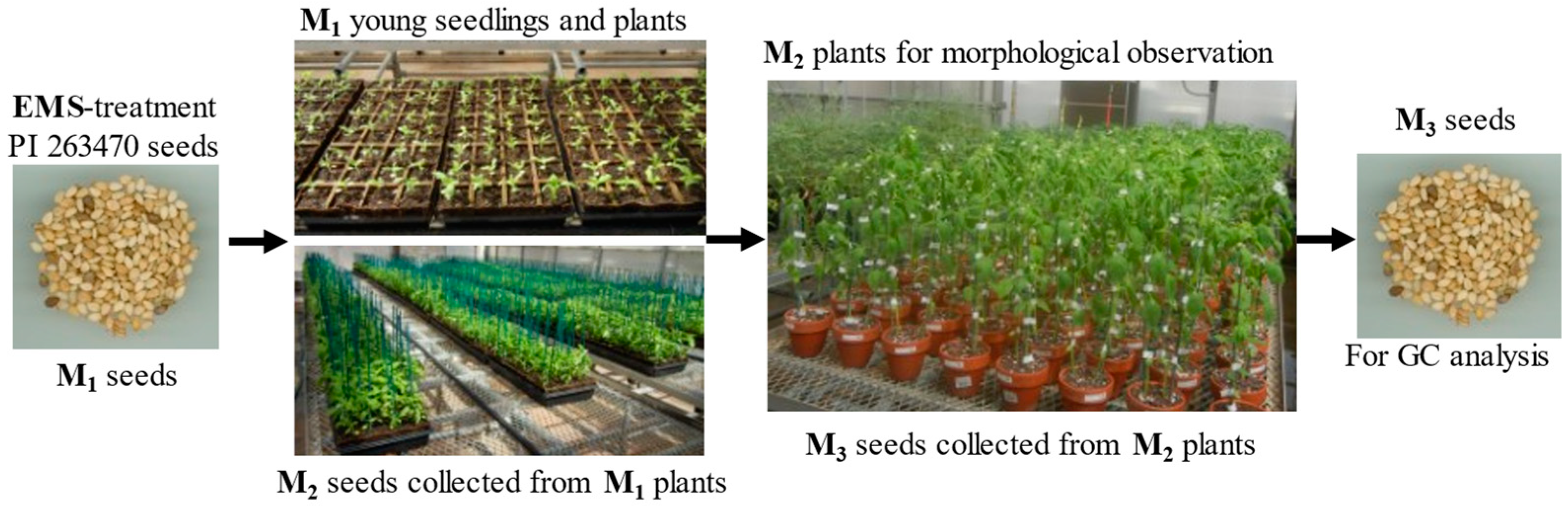 Plants 12 01294 g003 Plants 12 01294 g003