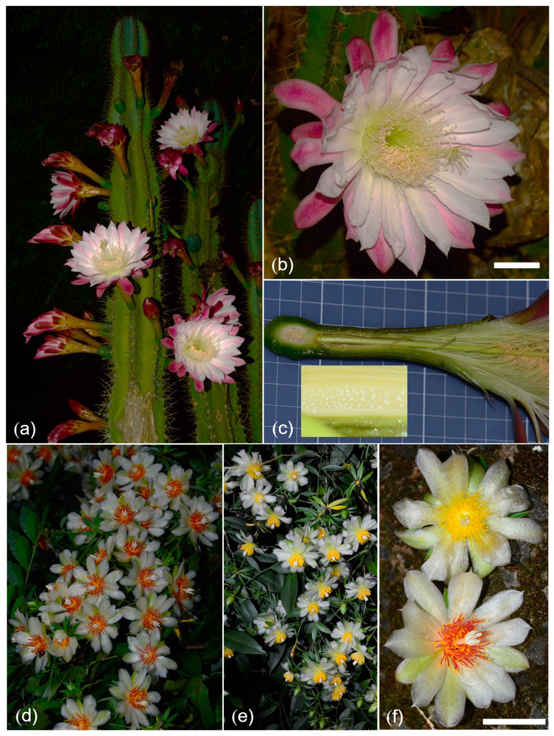 Plants 12 01298 g001