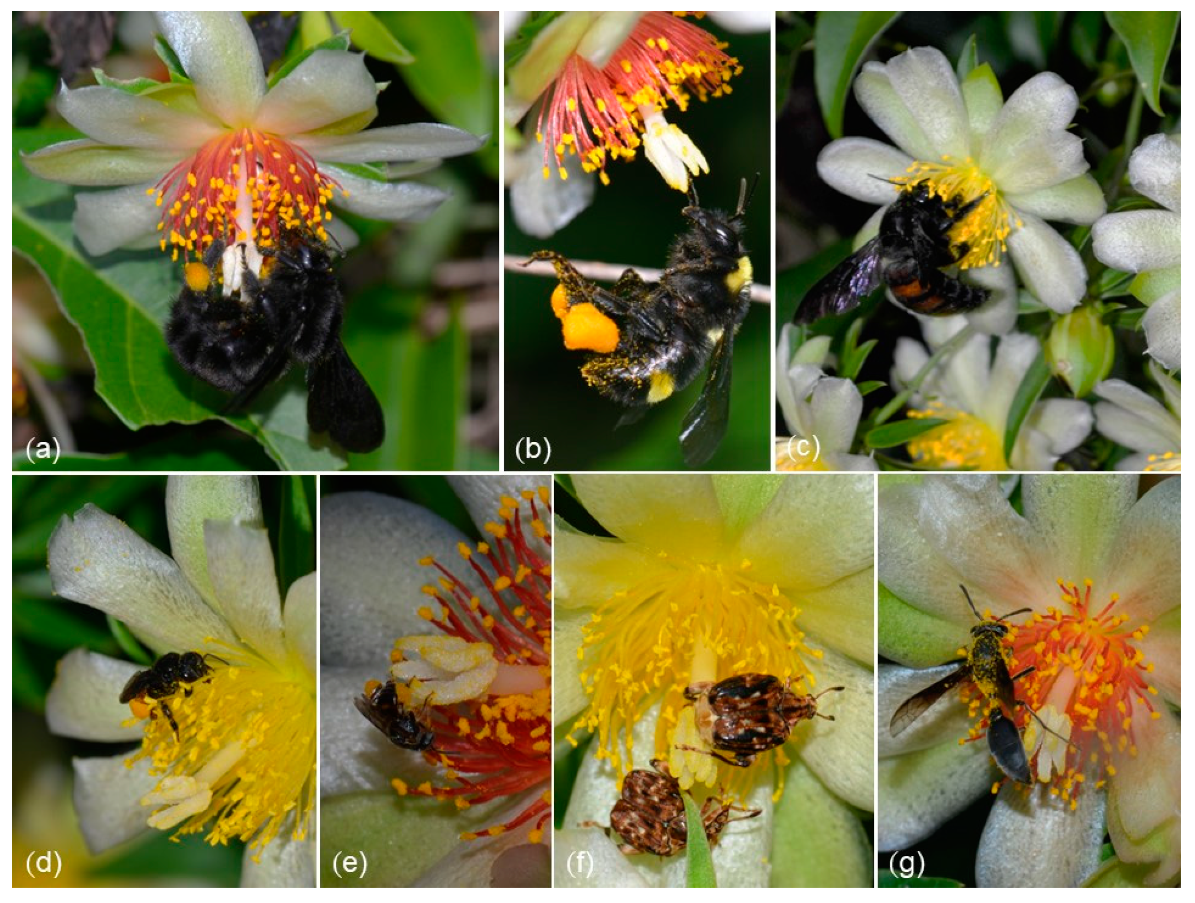 Plants 12 01298 g004