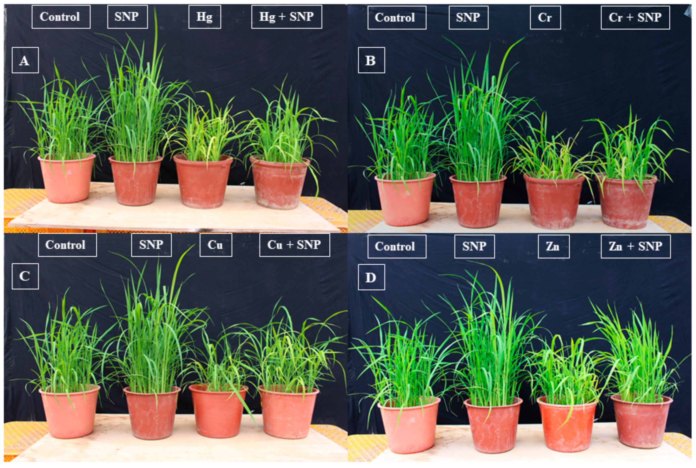 Plants 12 01299 g001 Plants 12 01299 g001