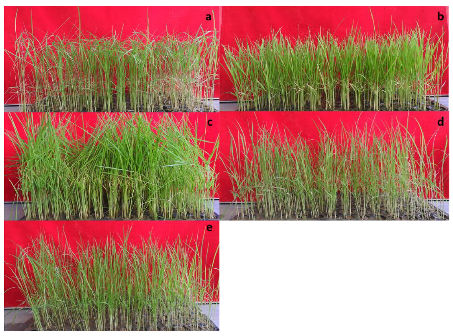 Plants 12 01303 g001