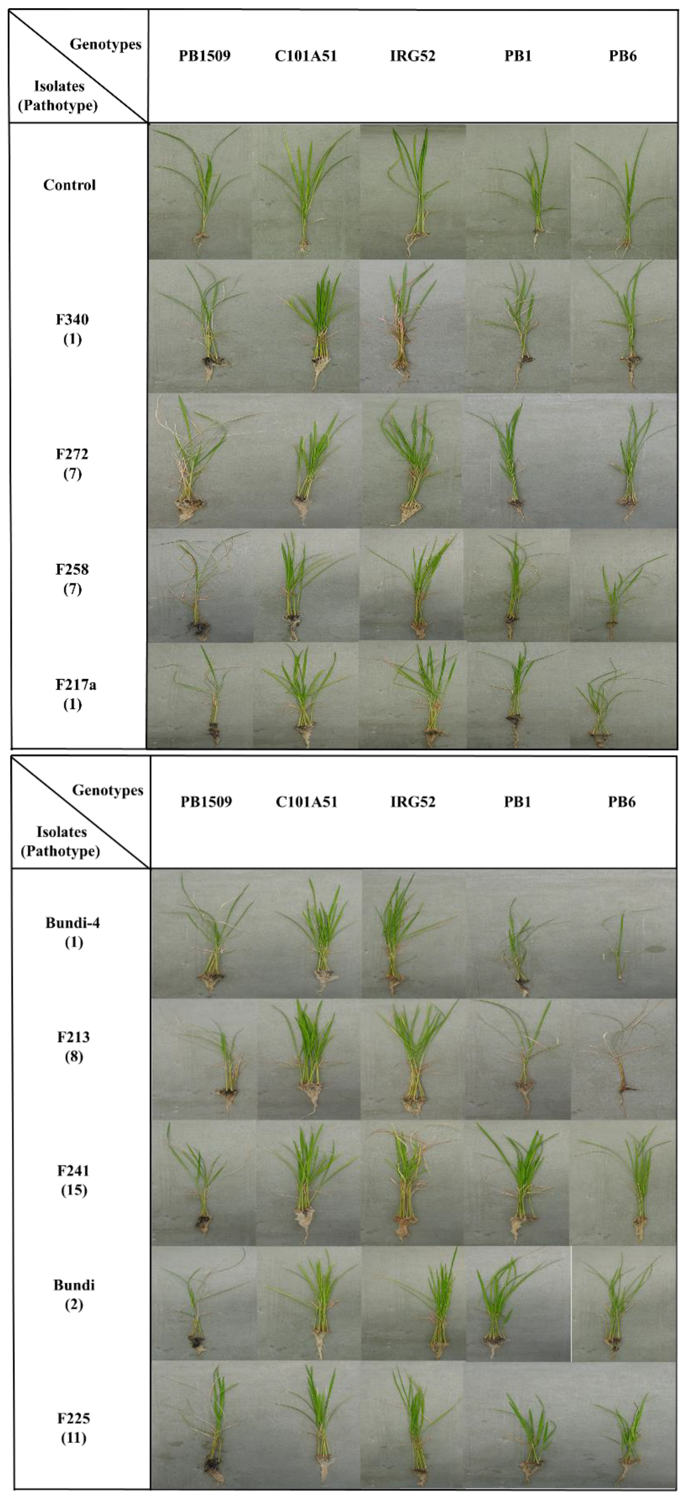 Plants 12 01303 g002