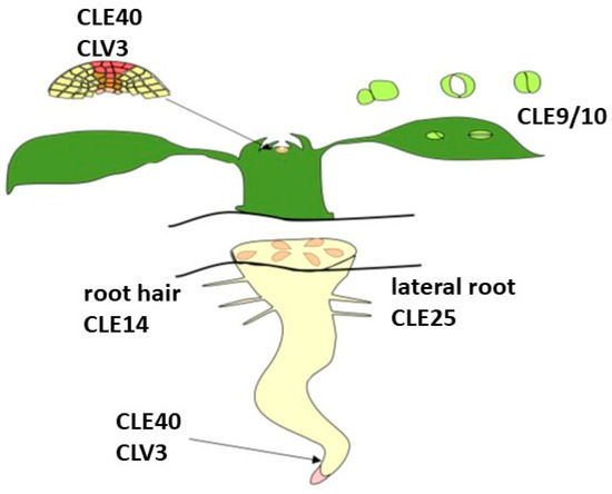 Molecular Mechanisms of Regulation of Root Development by Plant Peptides