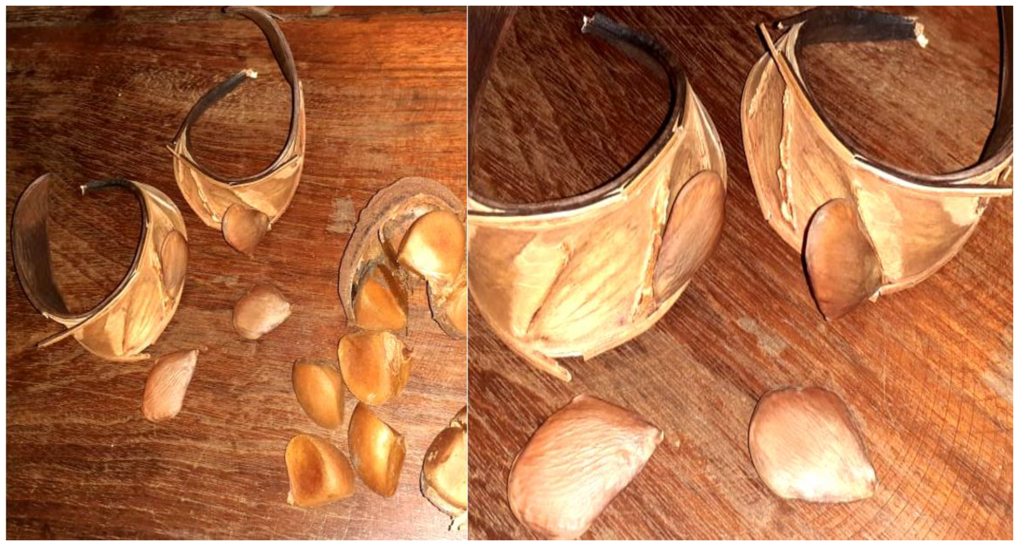 Plants 12 01330 g003