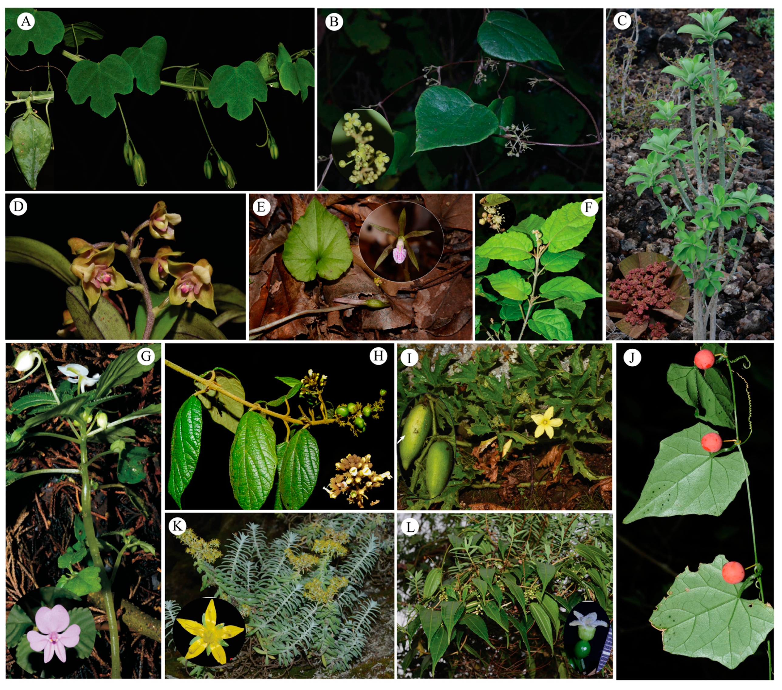 Plants 12 01336 g003