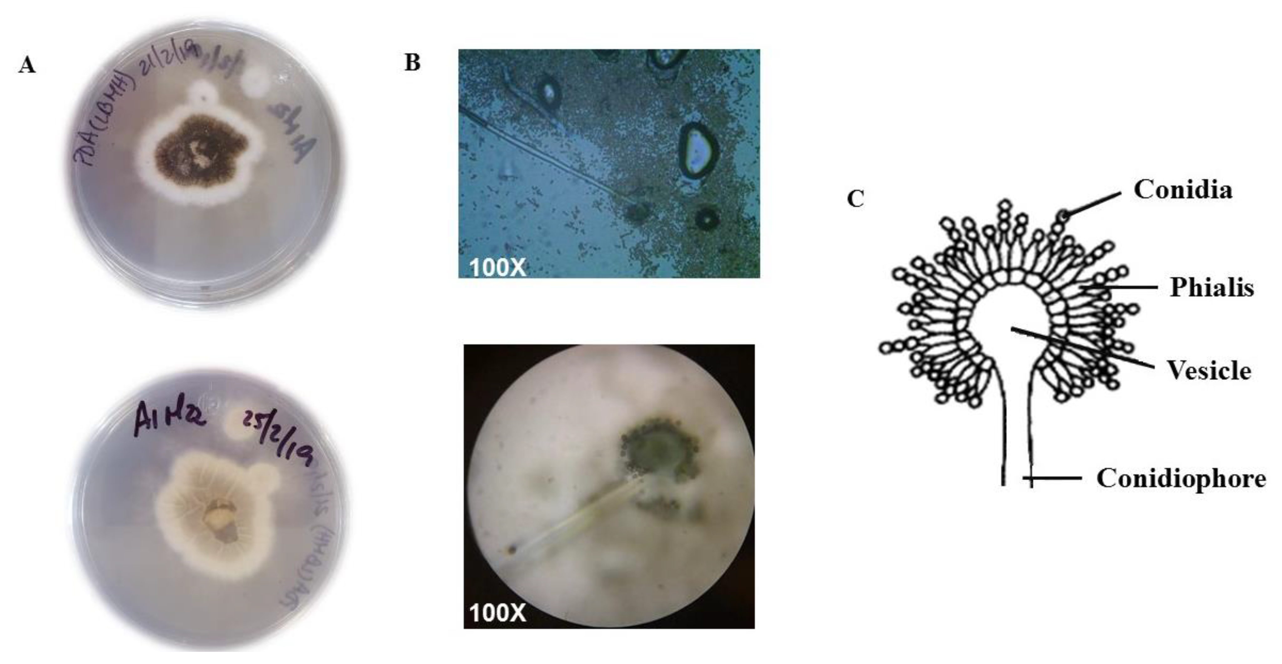 Aspergillus luchuensis