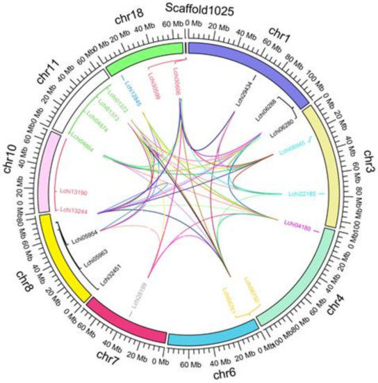 Selection of reference genes for gene expression analysis in Liriodendron  hybrids' somatic embryogenesis and germinative tissues