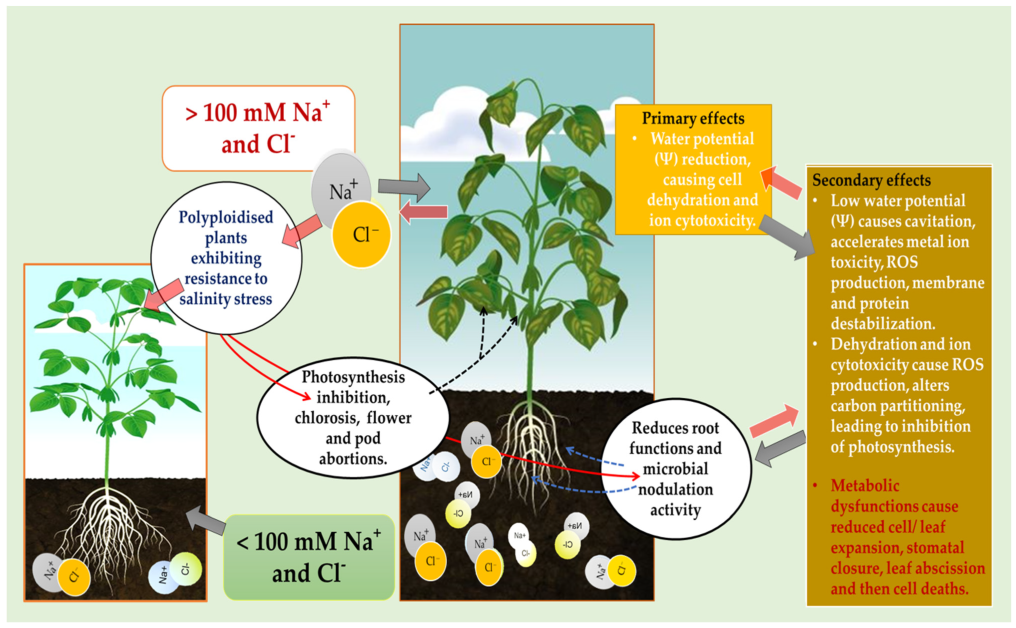 Plants 12 01356 g003