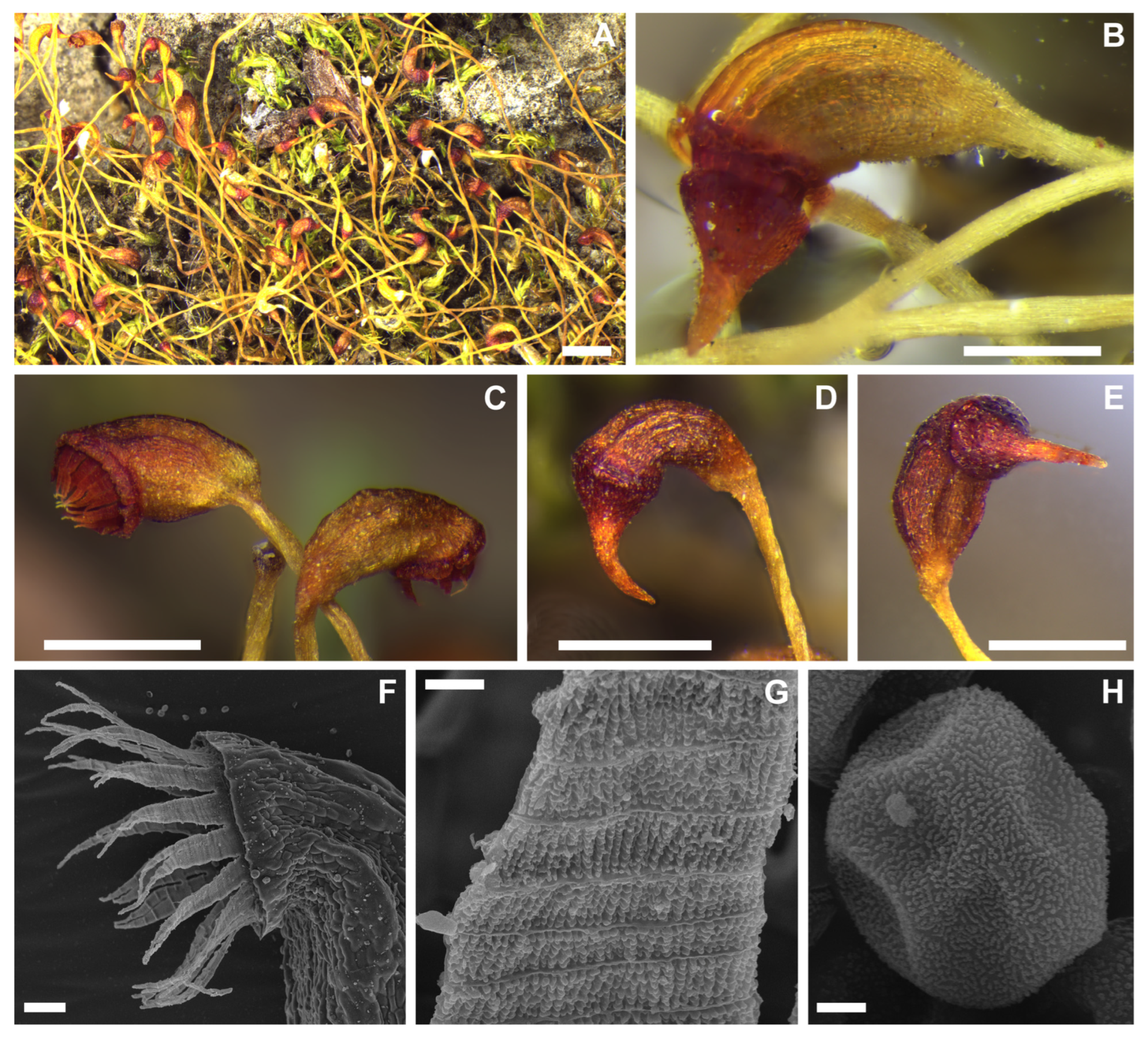 Plants 12 01360 g002