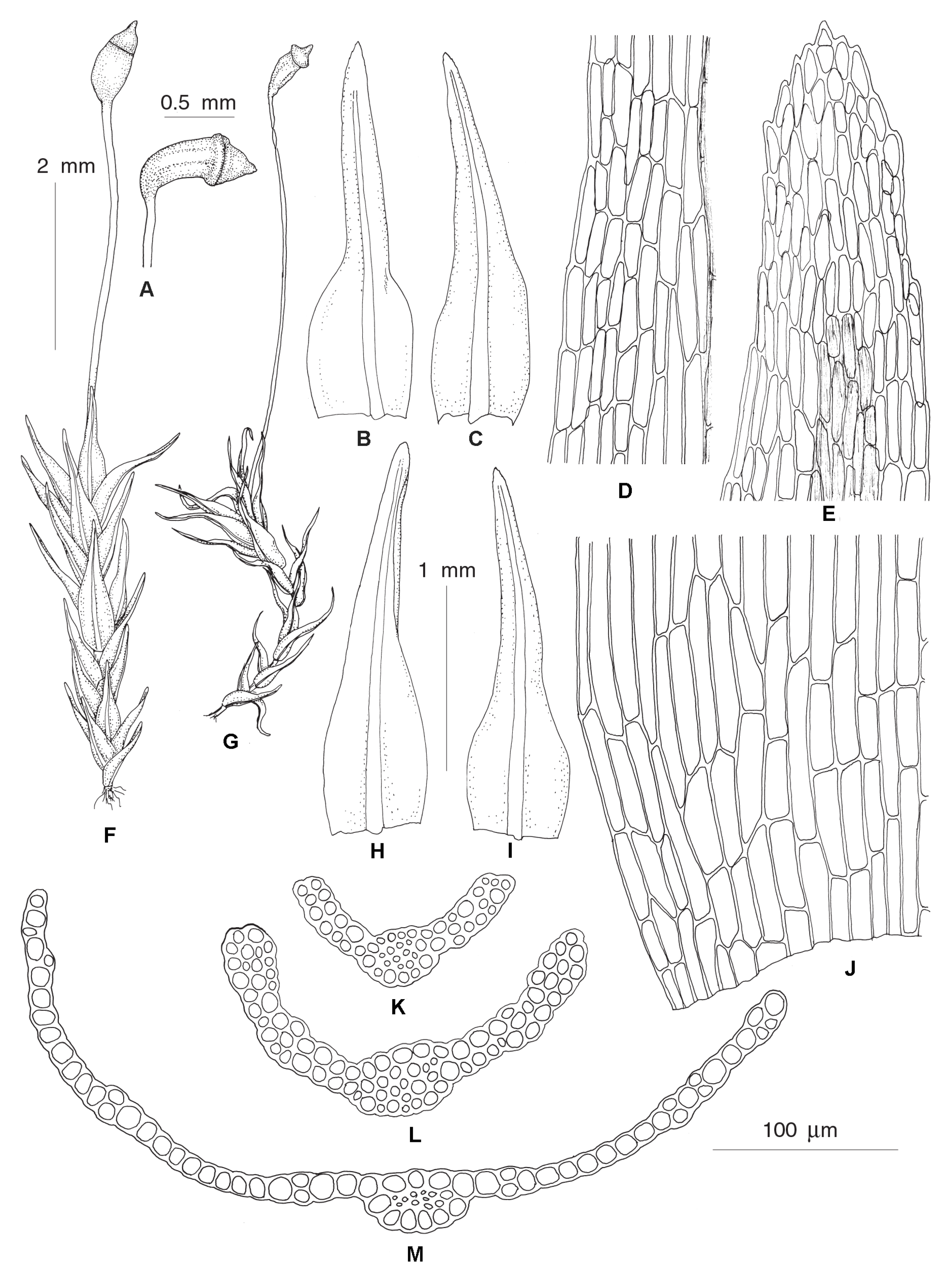 Plants 12 01360 g006