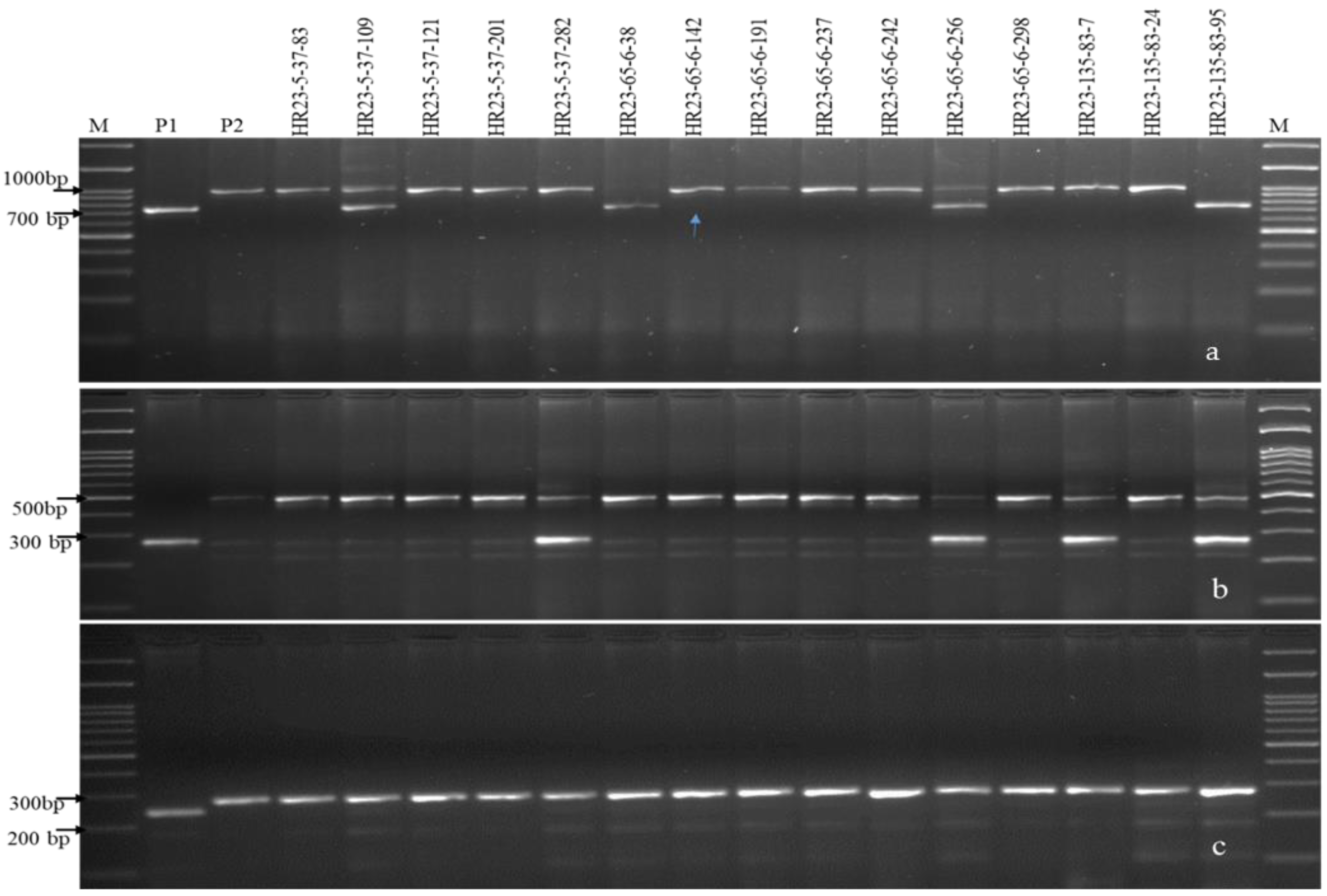 Plants 12 01363 g003