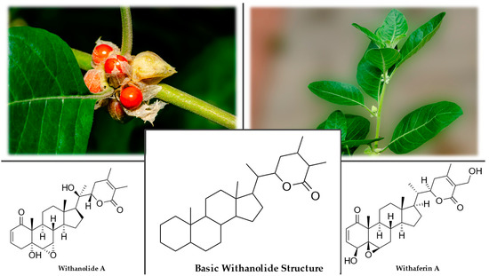 siberian mouses cumshot Nootropic Herbs, Shrubs, and Trees as Potential Cognitive Enhancers