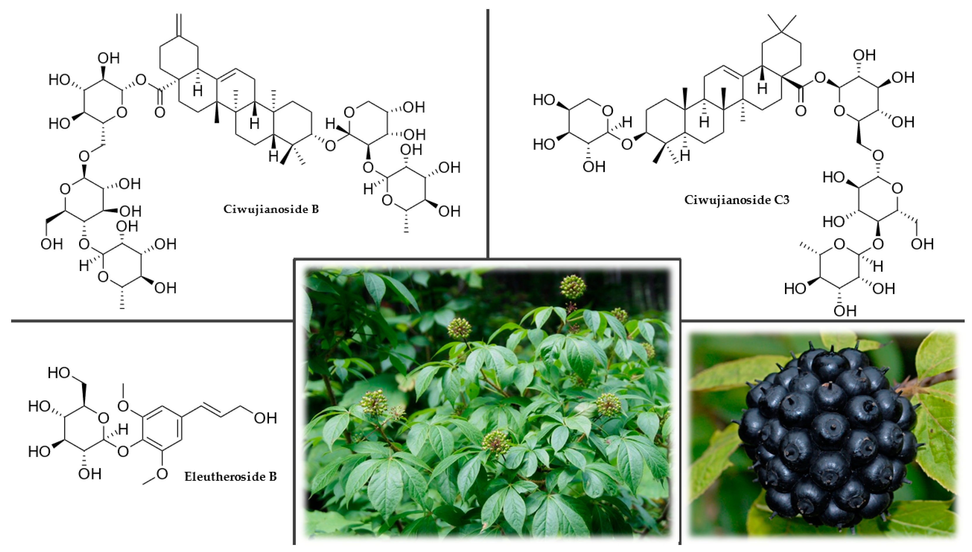 Siberian mouse cum 5 " Nootropic Herbs, Shrubs, and Trees as Potential Cognitive Enhancers