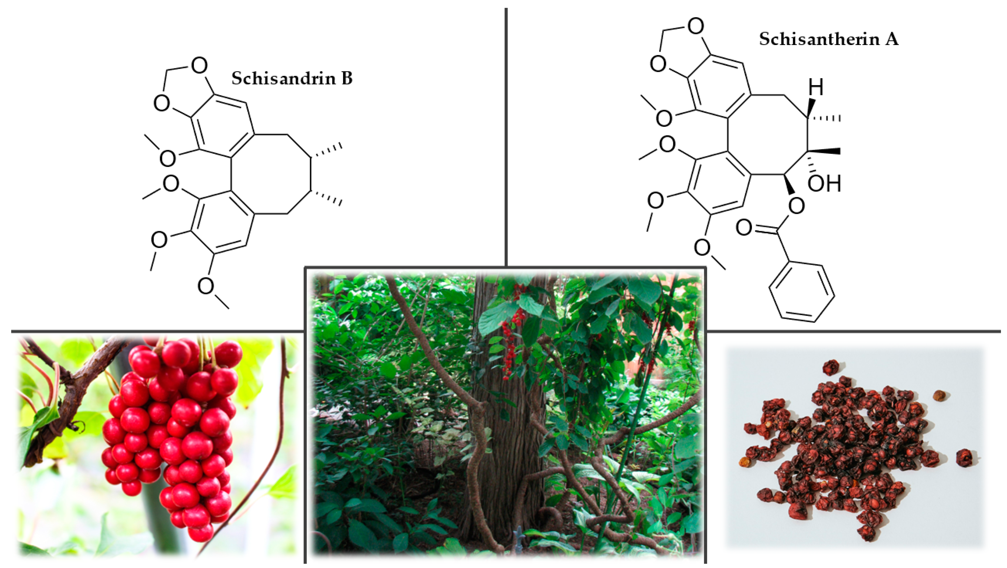 Plants 12 01364 g009 Plants 12 01364 g009
