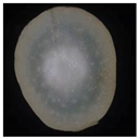 Plants 12 01372 i003 Plants 12 01372 i003