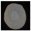 Plants 12 01372 i005 Plants 12 01372 i005