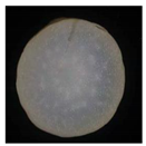 Plants 12 01372 i007 Plants 12 01372 i007