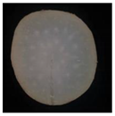 Plants 12 01372 i008 Plants 12 01372 i008